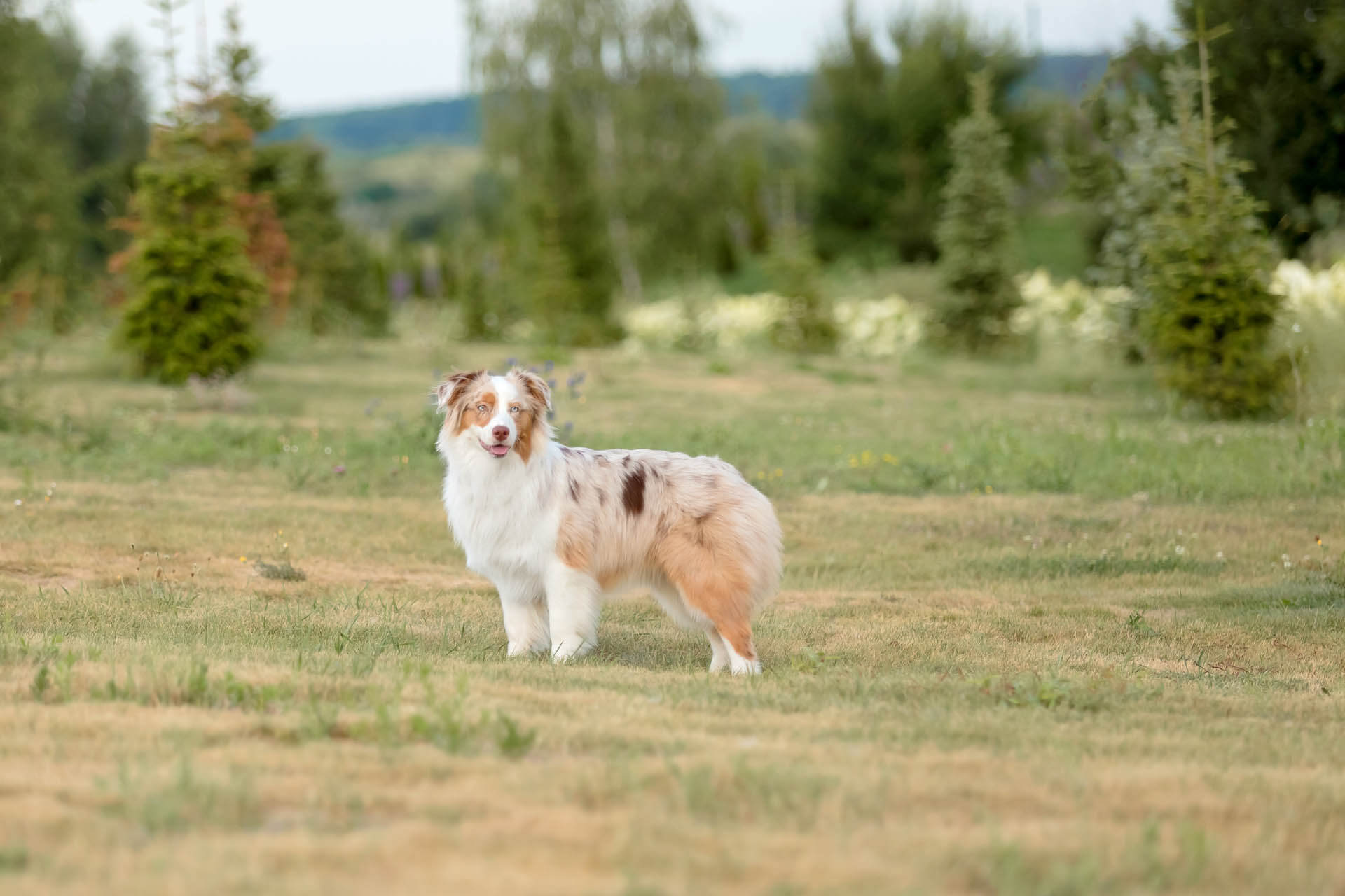 Australian shepherd red merle als Beispiel für normales Gewicht