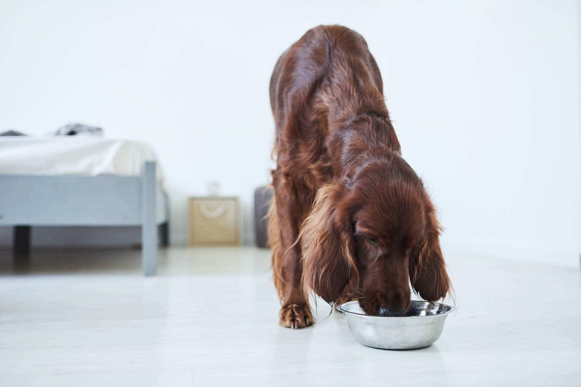 Hund isst als Beispiel für richtige Ernährung bei Hunden und als Beispiel für essen bei kranken Hunden
