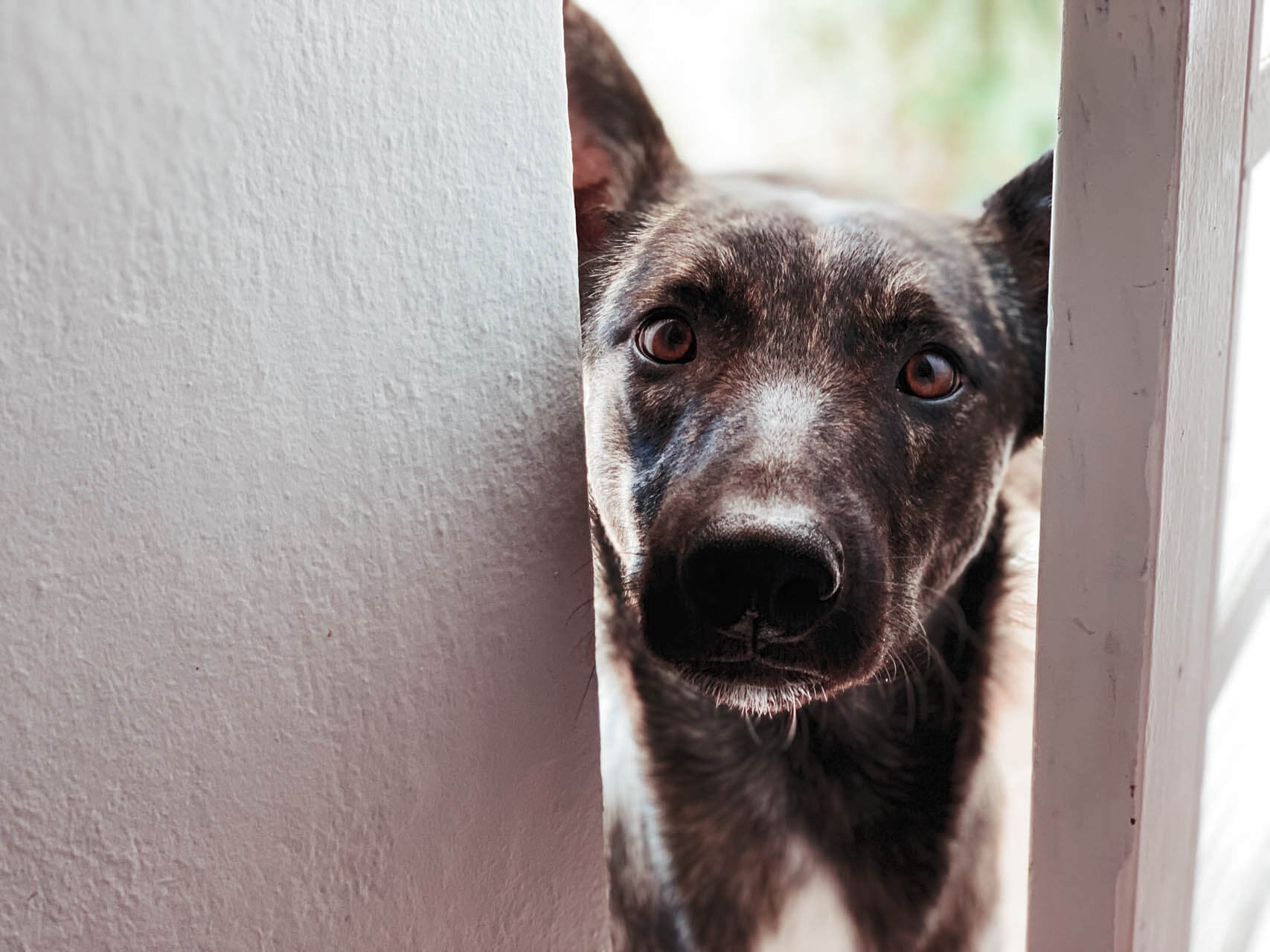 Hund guckt traurig als beispiel für training bei Trennungsangst und Geräuschangst
