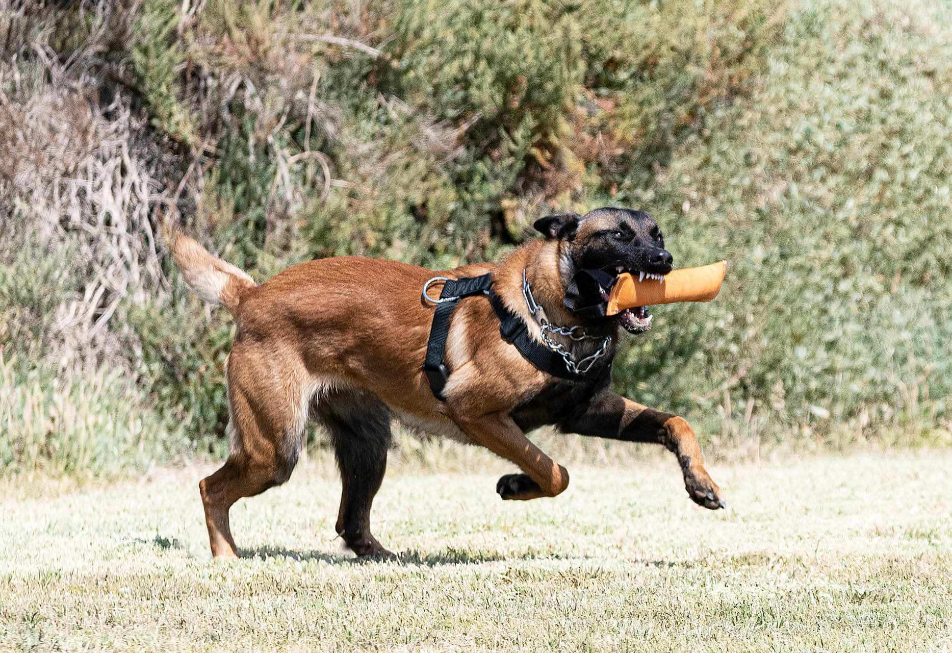 Alphahund spielt als Beispiel für die richtige Erziehung
