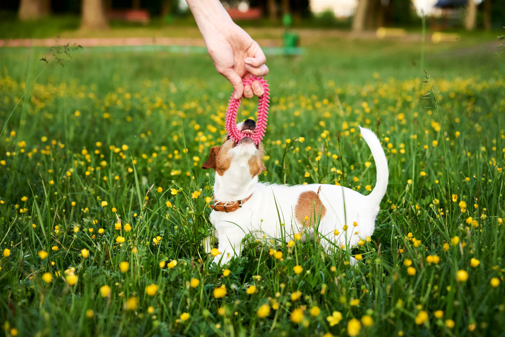 Spielender Hund trainiert mit Beißwurst