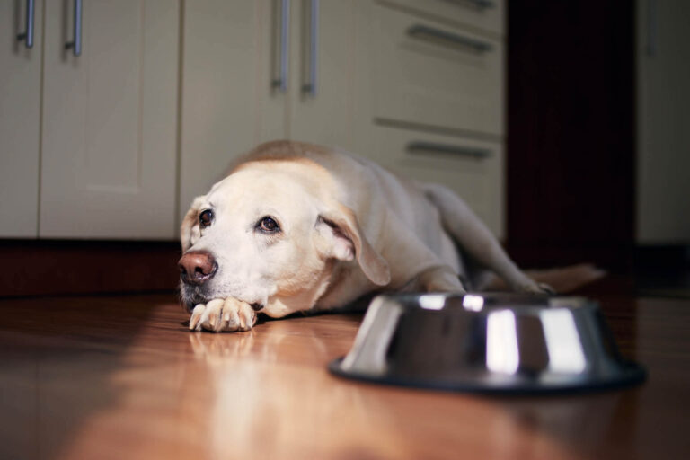 kranker Hund als Beispiel für Futter bei Krankheitsbefallenen Hunden
