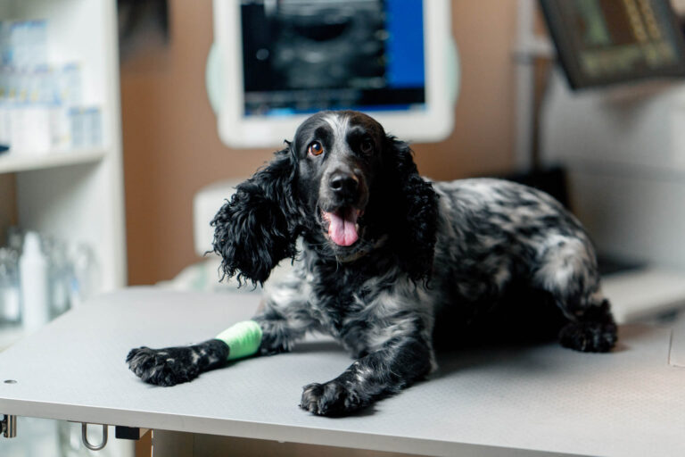 Hund nach Op als Beispiel für wann essen und welches essen bei Arthrose und Pankreatitis