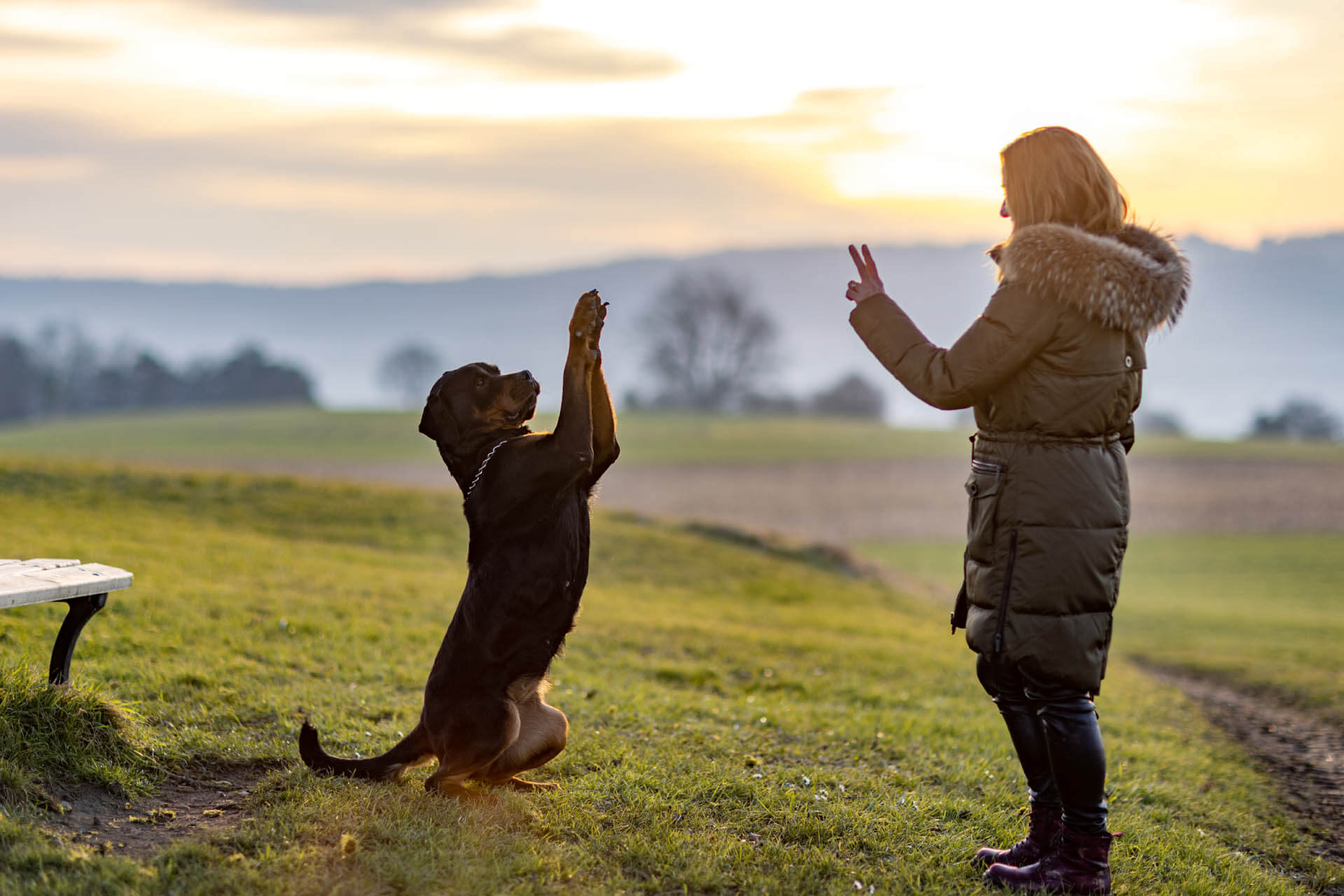 Hund trainiert spielerisch als Beispiel für tricks für das training