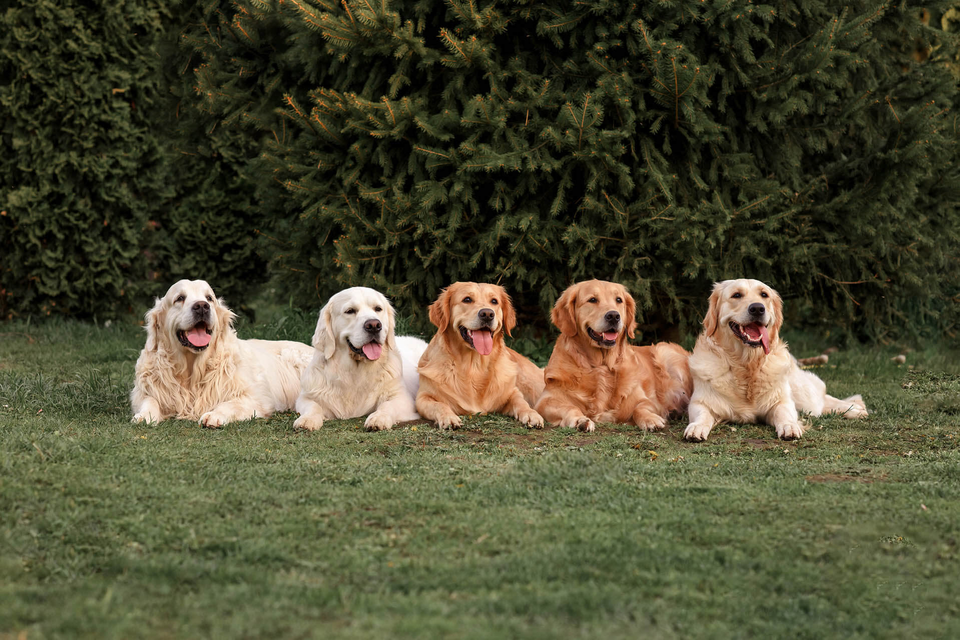 Hundezucht in Deutschland in Nrw