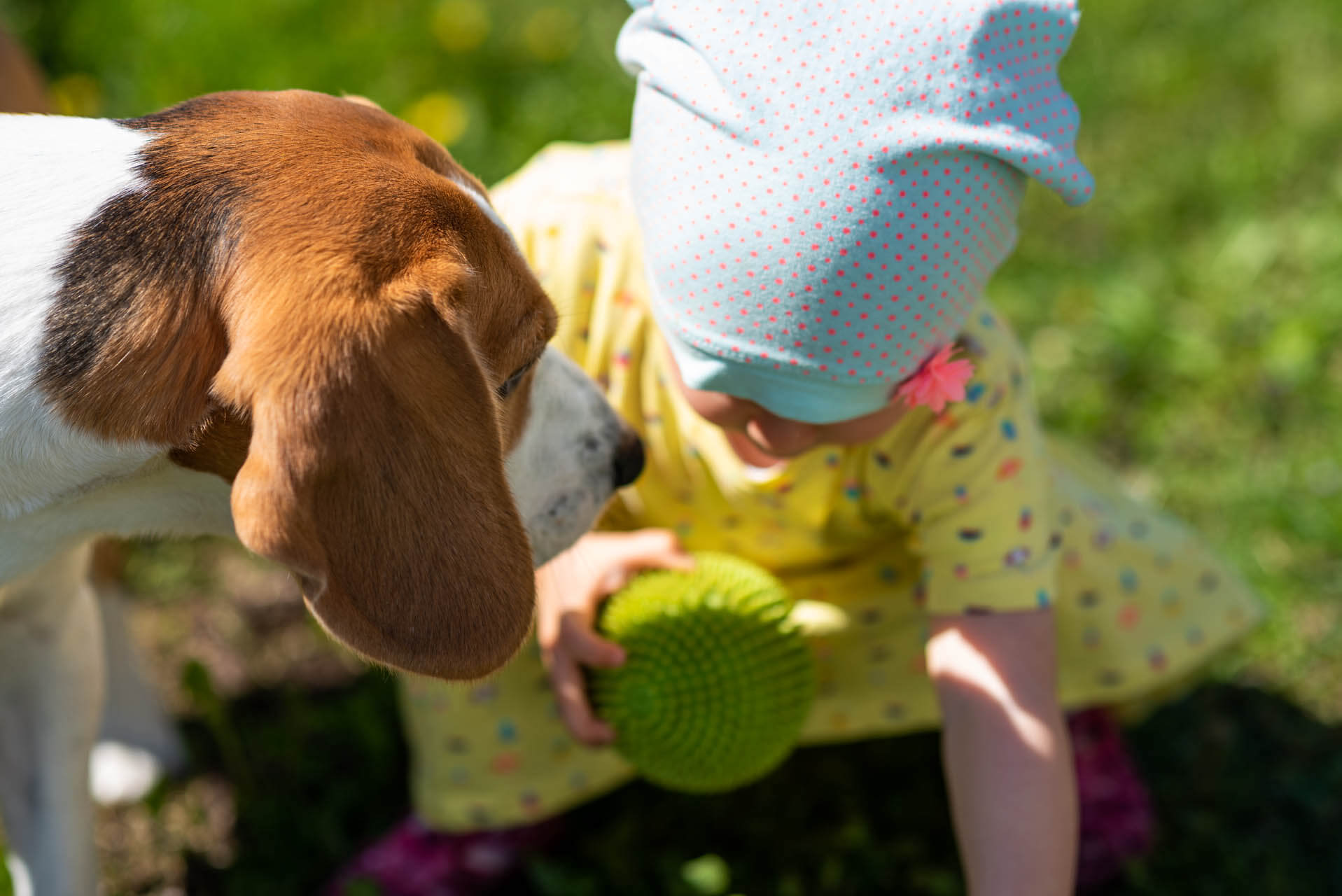 Hund lernt und zeigt tricks für die Erziehung