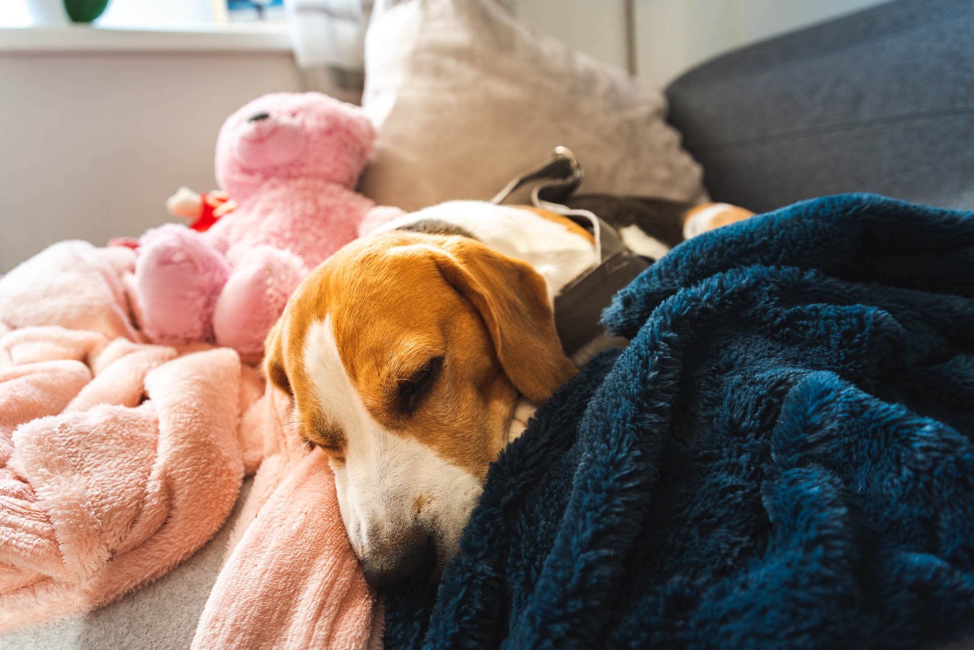 Hund liegt schlafend als Beispiel für Gewichtsverlust trotz ausreichender Nahrungszufuhr und Verdauungszeit nach dem essen