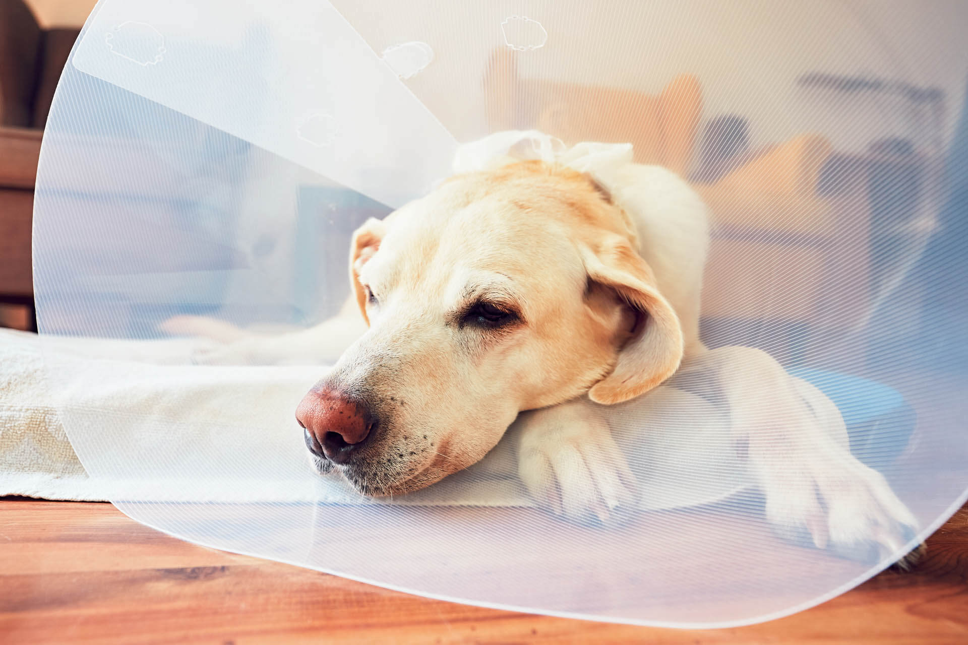 Hund nach Op als beispiel dafür ab wann ein Hund nach eine OP essen darf und bei Arthrose