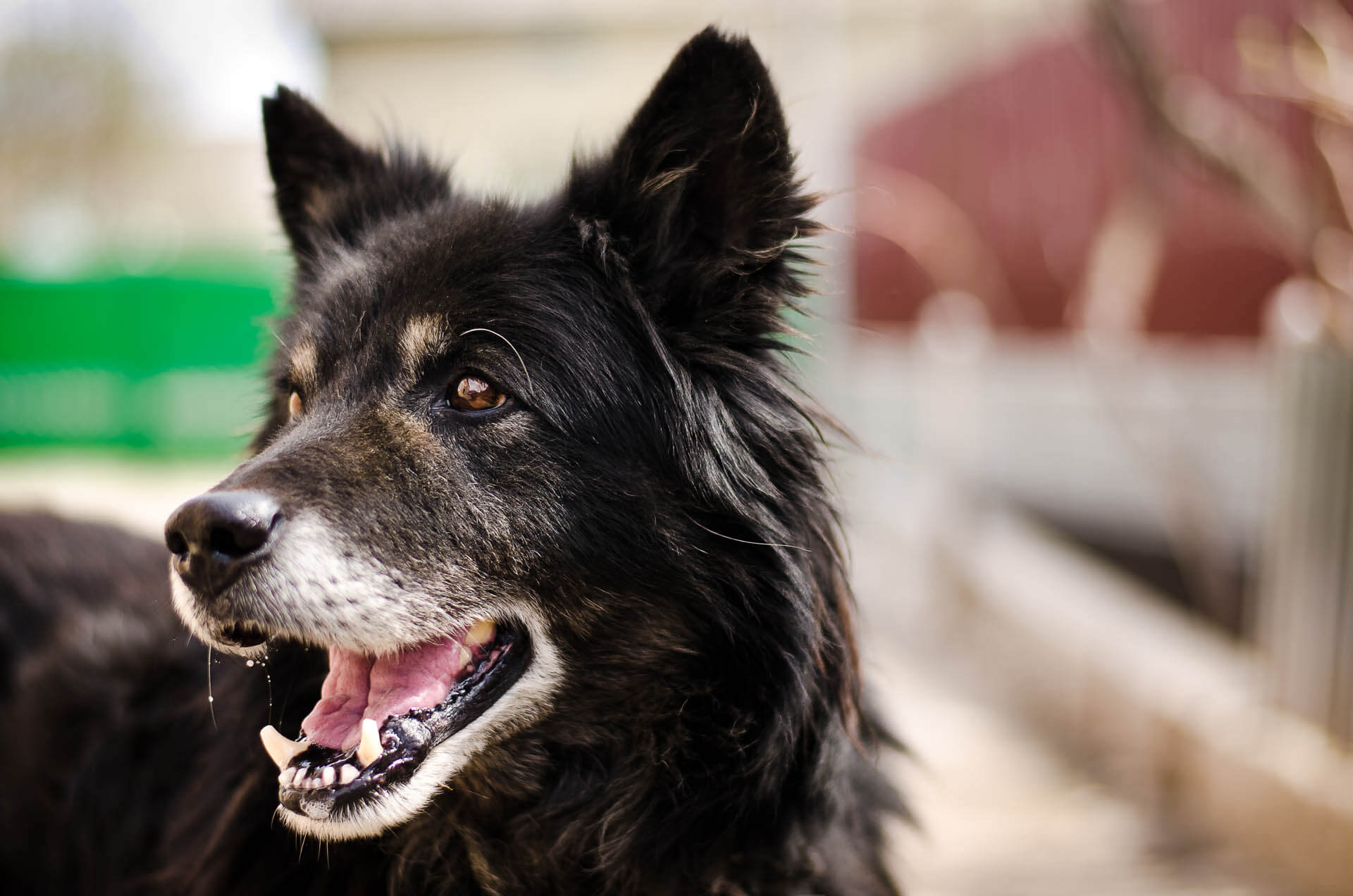 kroatischer Schäferhund mit offenem Hund als Beispiel für die Beißkraft