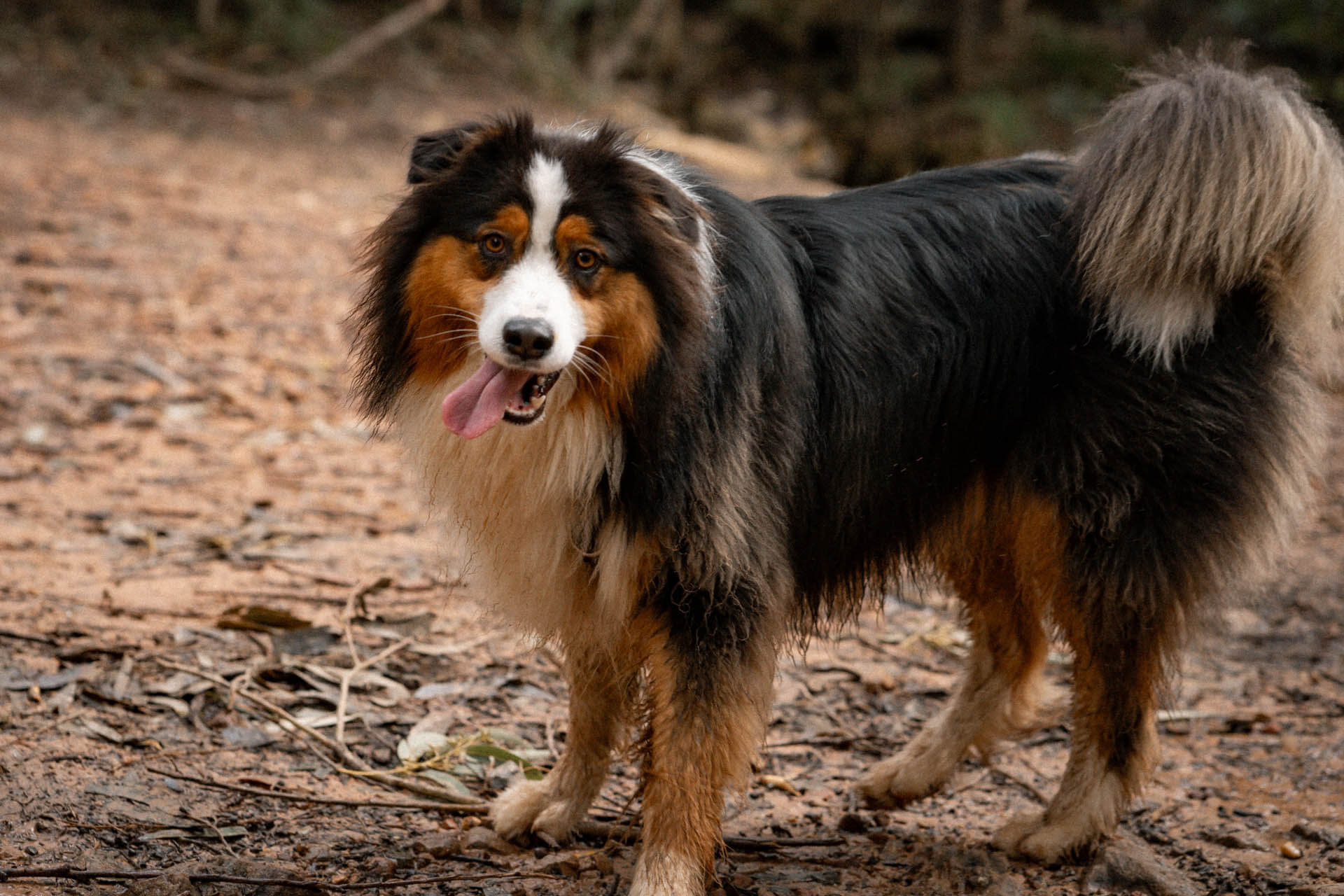 vorderer Kundschafter und australian mini Shepherd Erziehung und Labrador mix