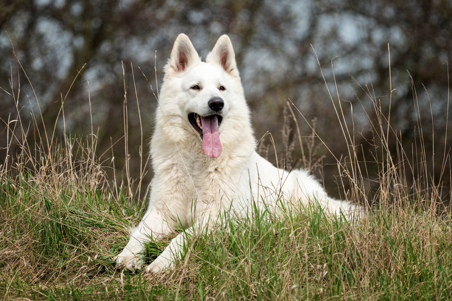weißer Schweizer Schäferhund