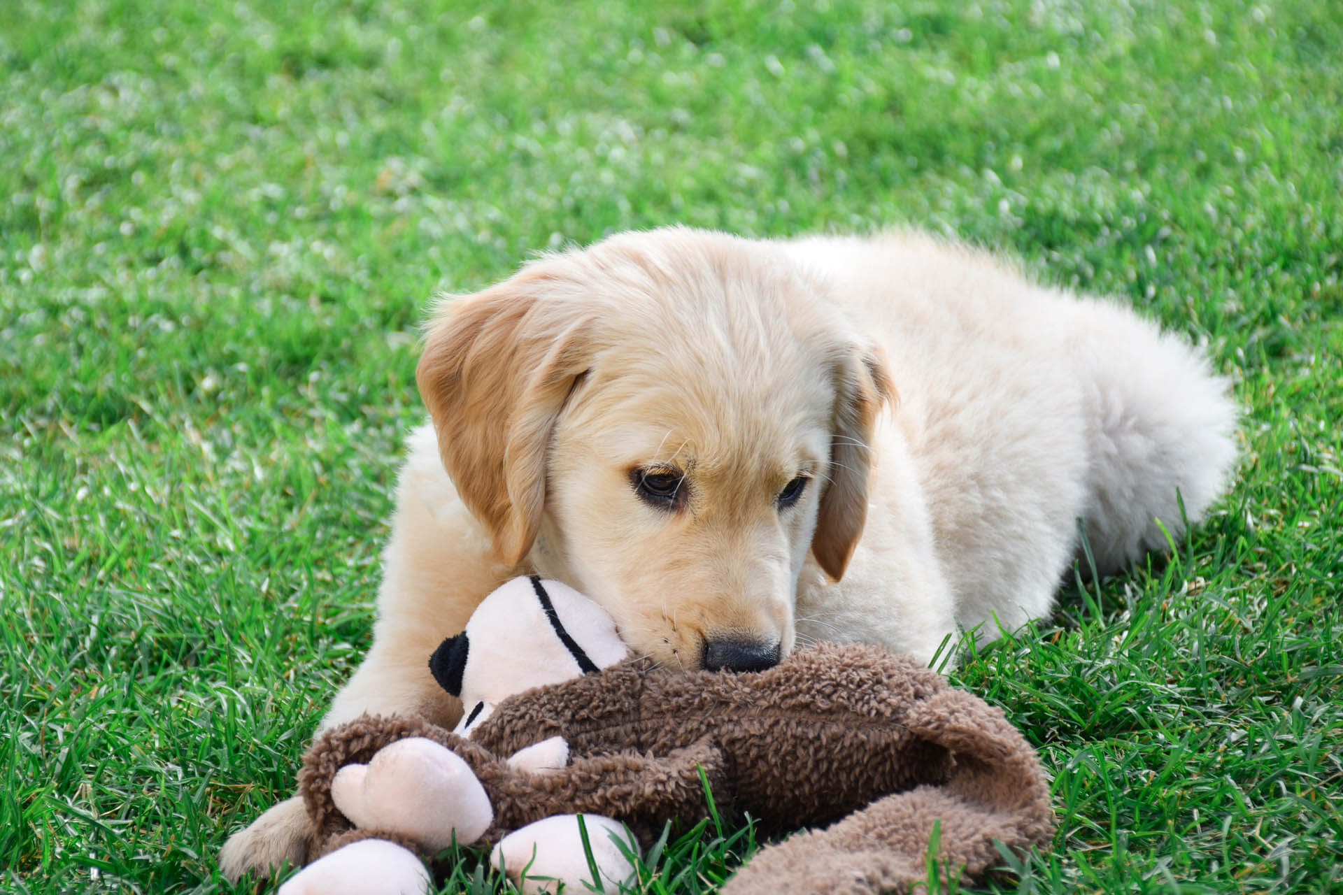 labrador welpe