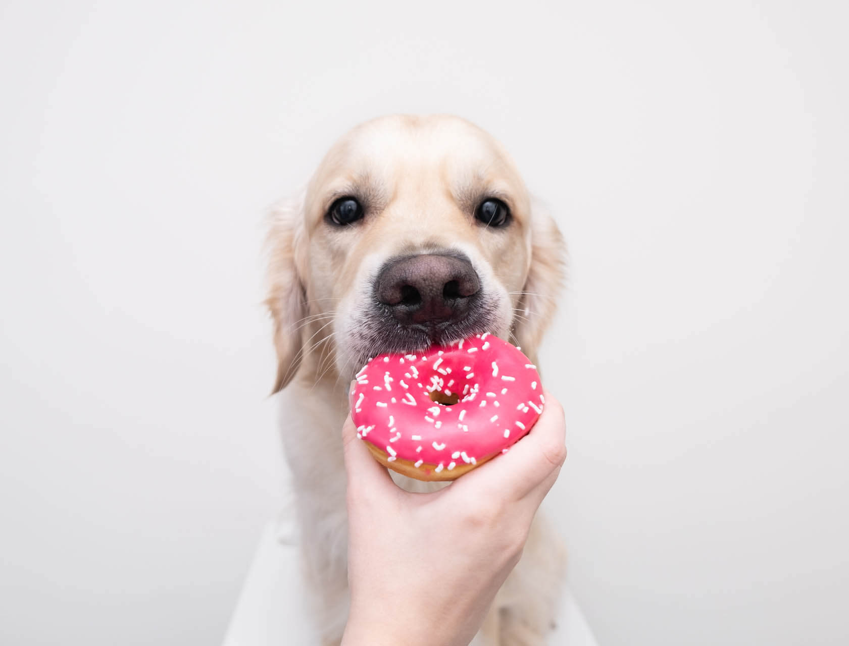 Hund isst Donut als Beispiel für giftige Hundenahrung und Diabetes