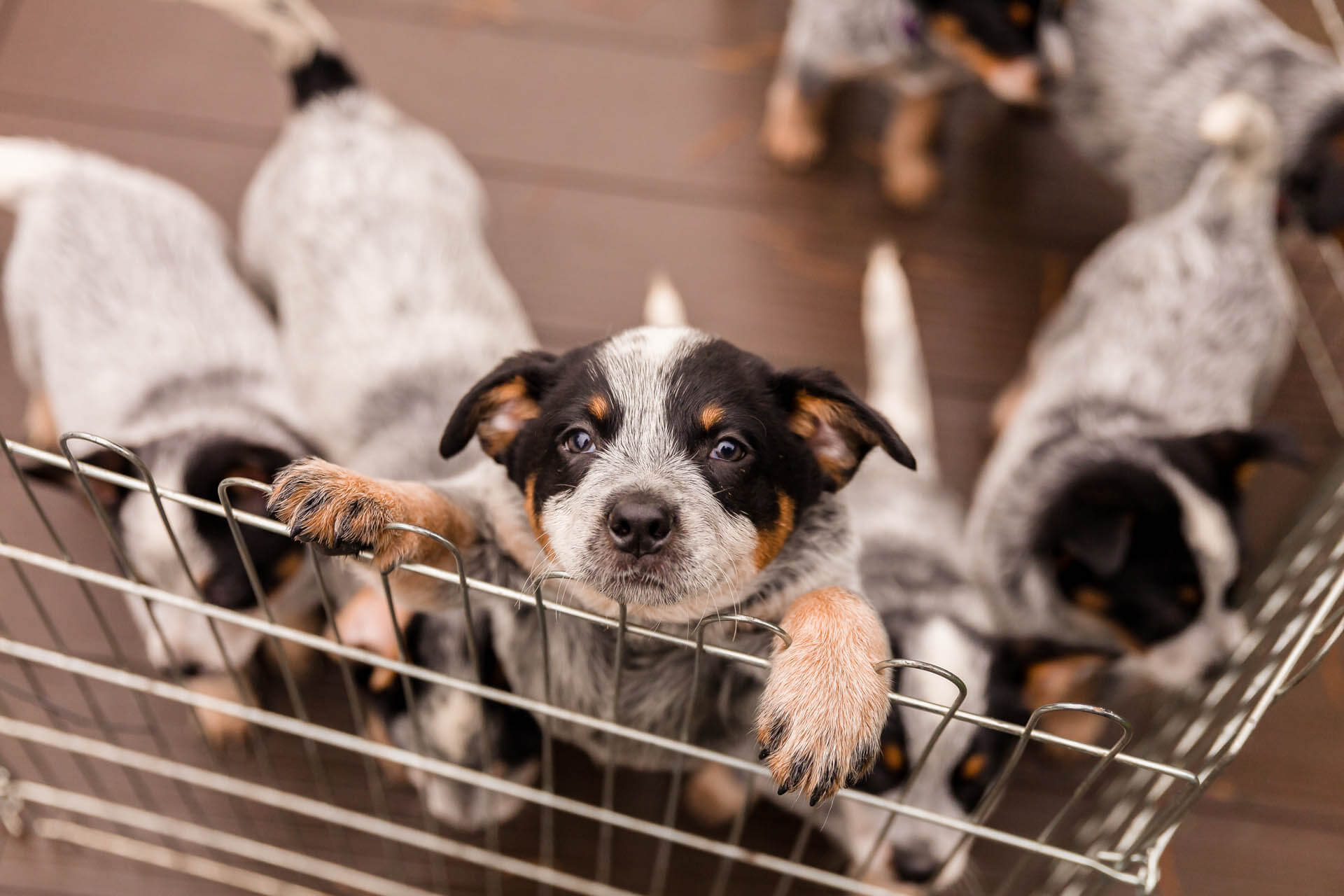 Wie funktioniert Hundezucht und was braucht man für die Hundezucht und was bedeuten die Abkürzungen