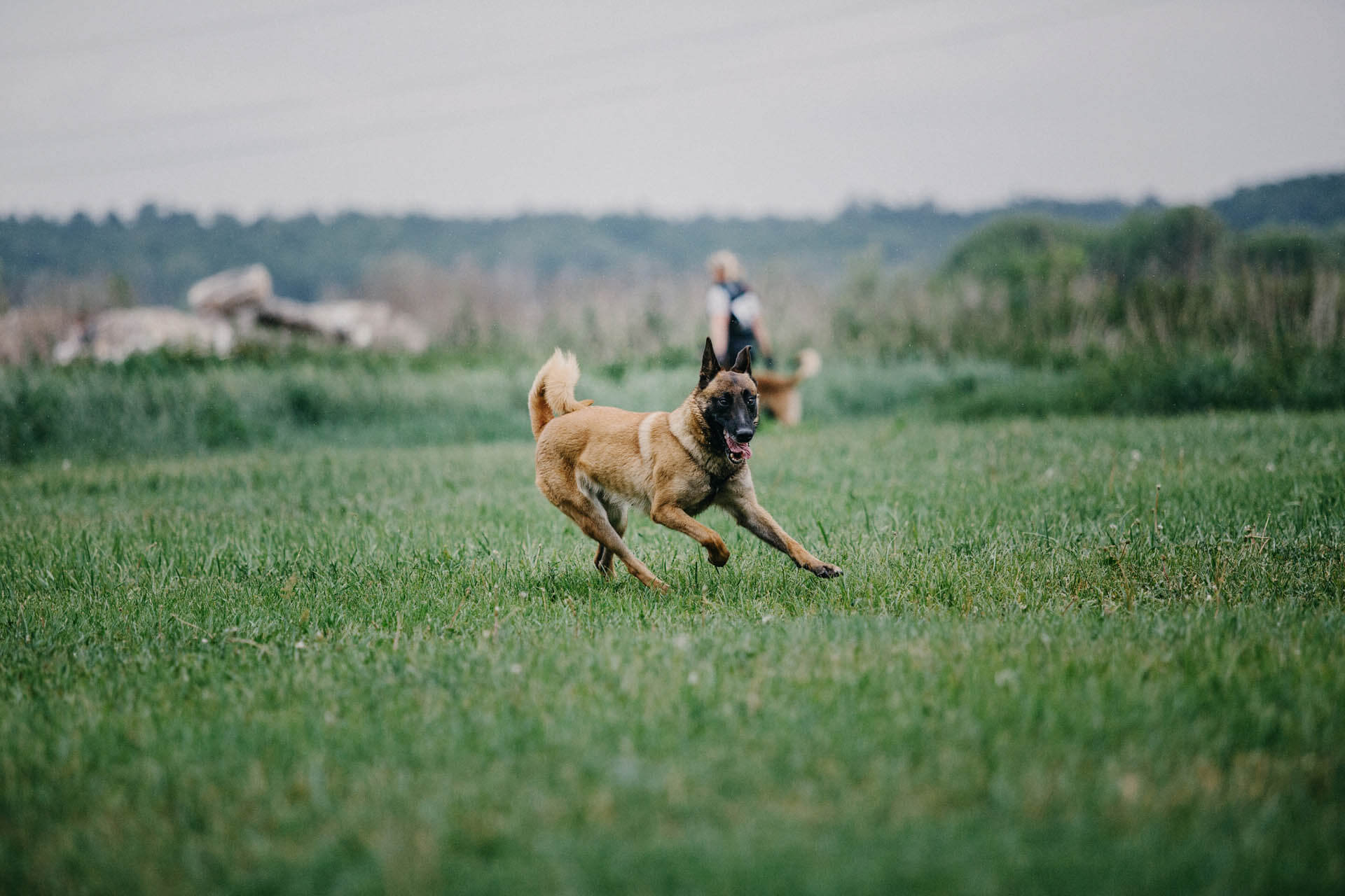 rennender Schäferhund zeigt wie schnell diese sind
