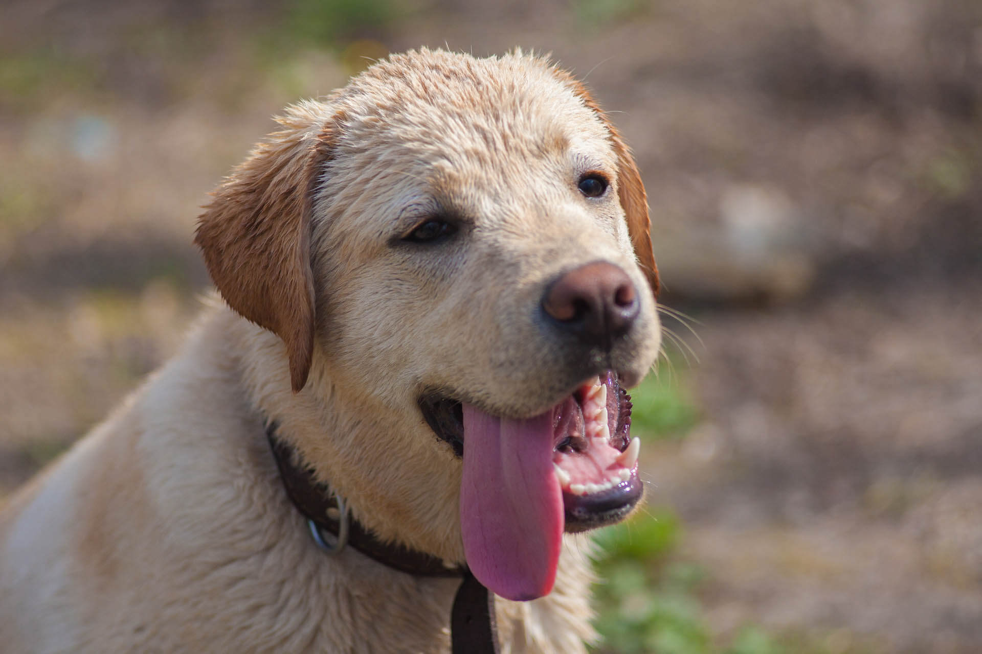 labrador als Beispiel für Temperament und Haarverlust