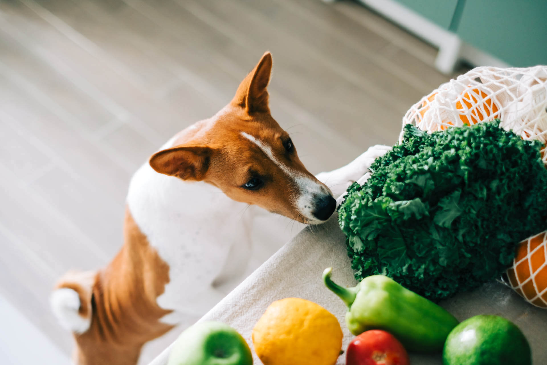 Hund guckt nach gesundem Essen und Gemüse für Hundenahrung und wichtige Nährstoffe