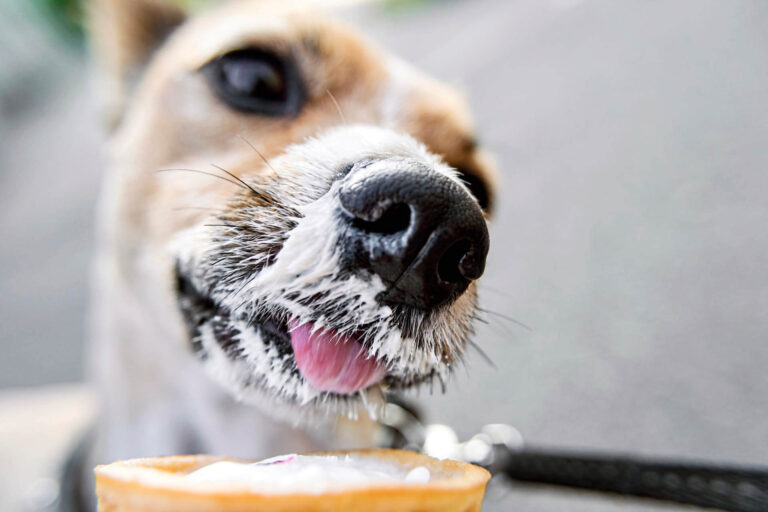 Hund isst Joghurt/ Quark und zeigt wie oft Hunde das essen können und welches Verhalten dabei richtig ist
