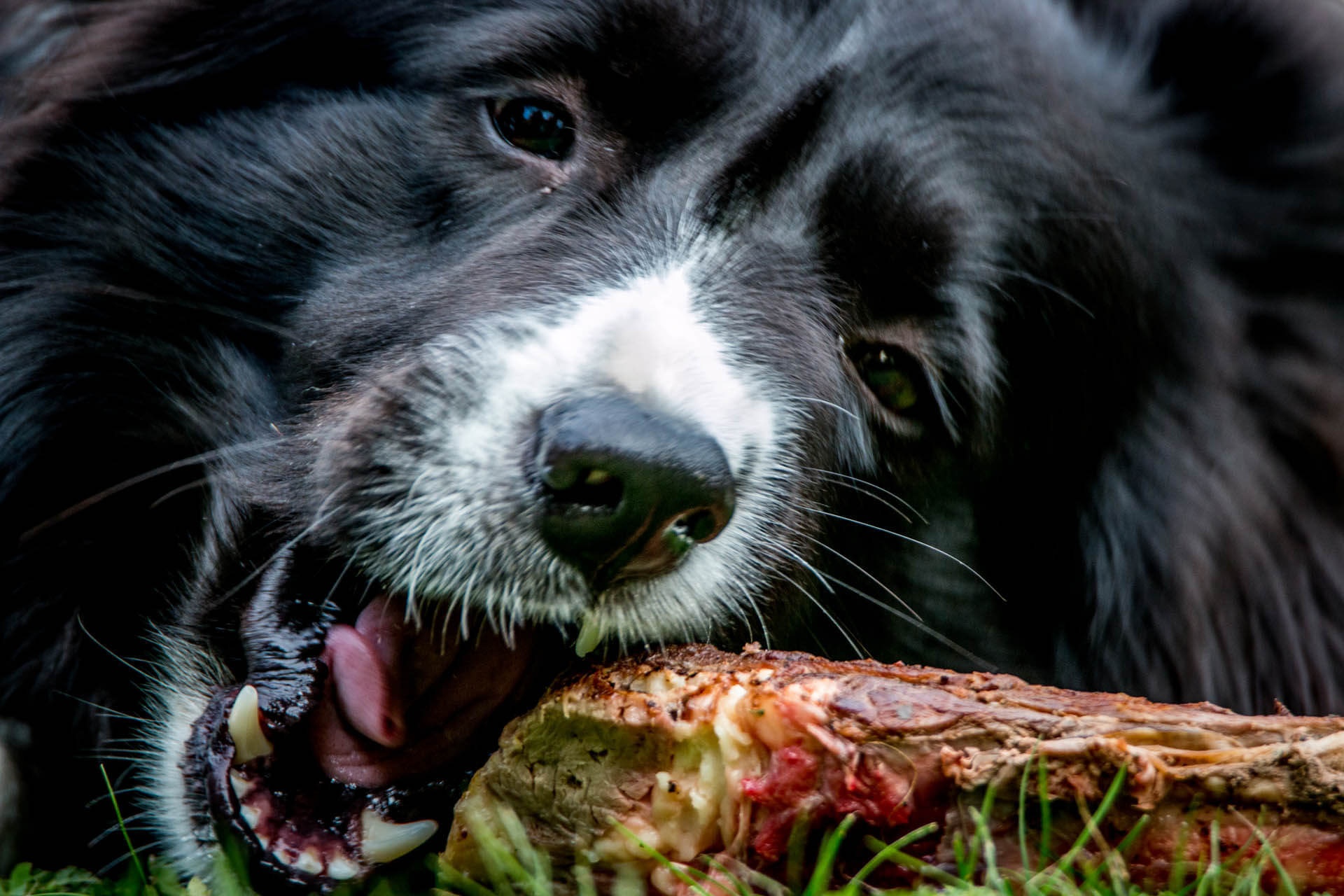 Hund kaut an Knochen und zeigt wieviel Knochen und Leber und Hühnerherzen Hunde essen dürfen
