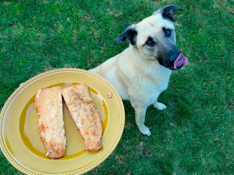 Hund bekommt Lachshaut als essen als Beispiel für Lachshaut als Hundenahrung und bei Bauchspeicheldrüsenkonditionen