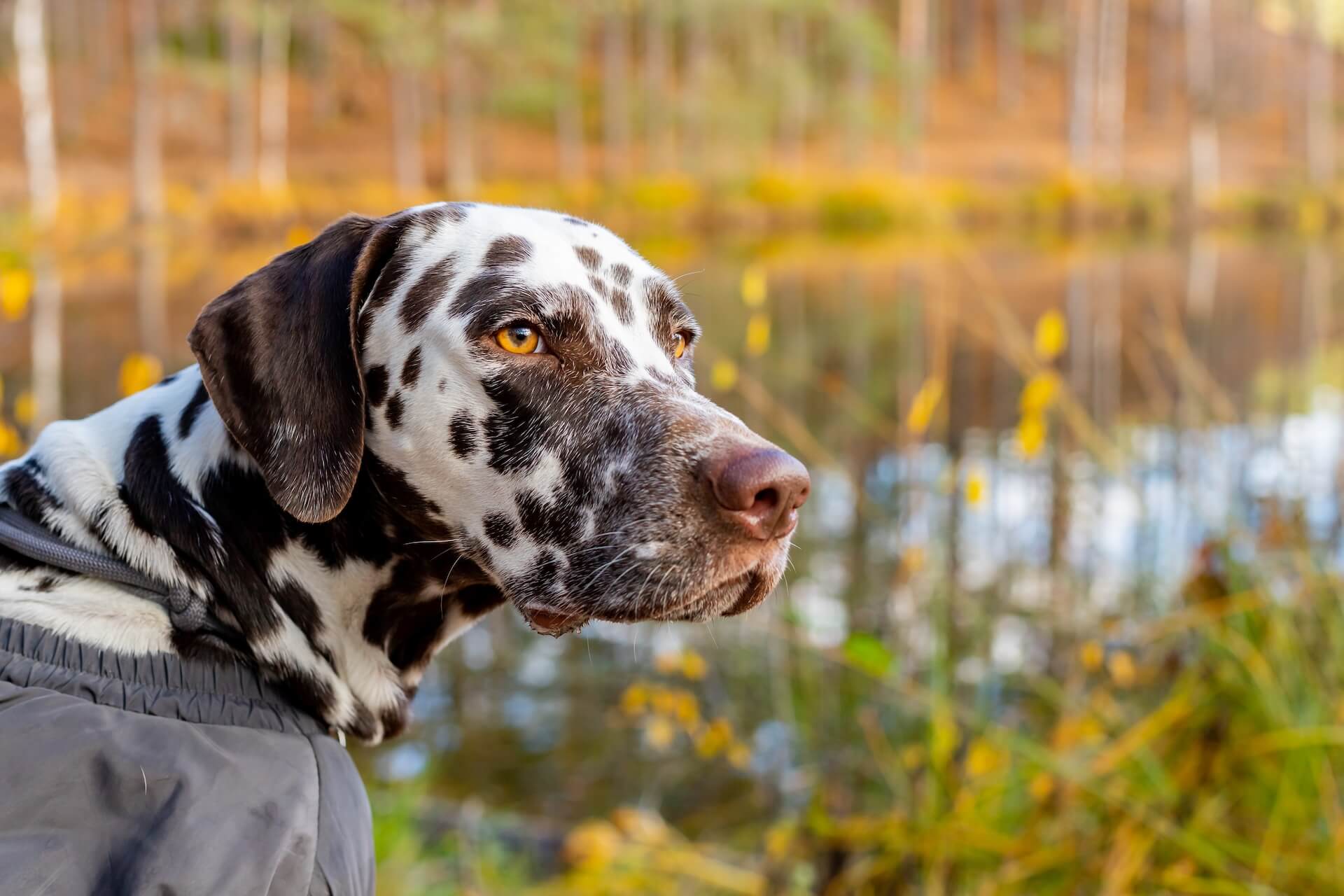 Dalmatiner als Beispiel für Kosten, größe und die Eignung