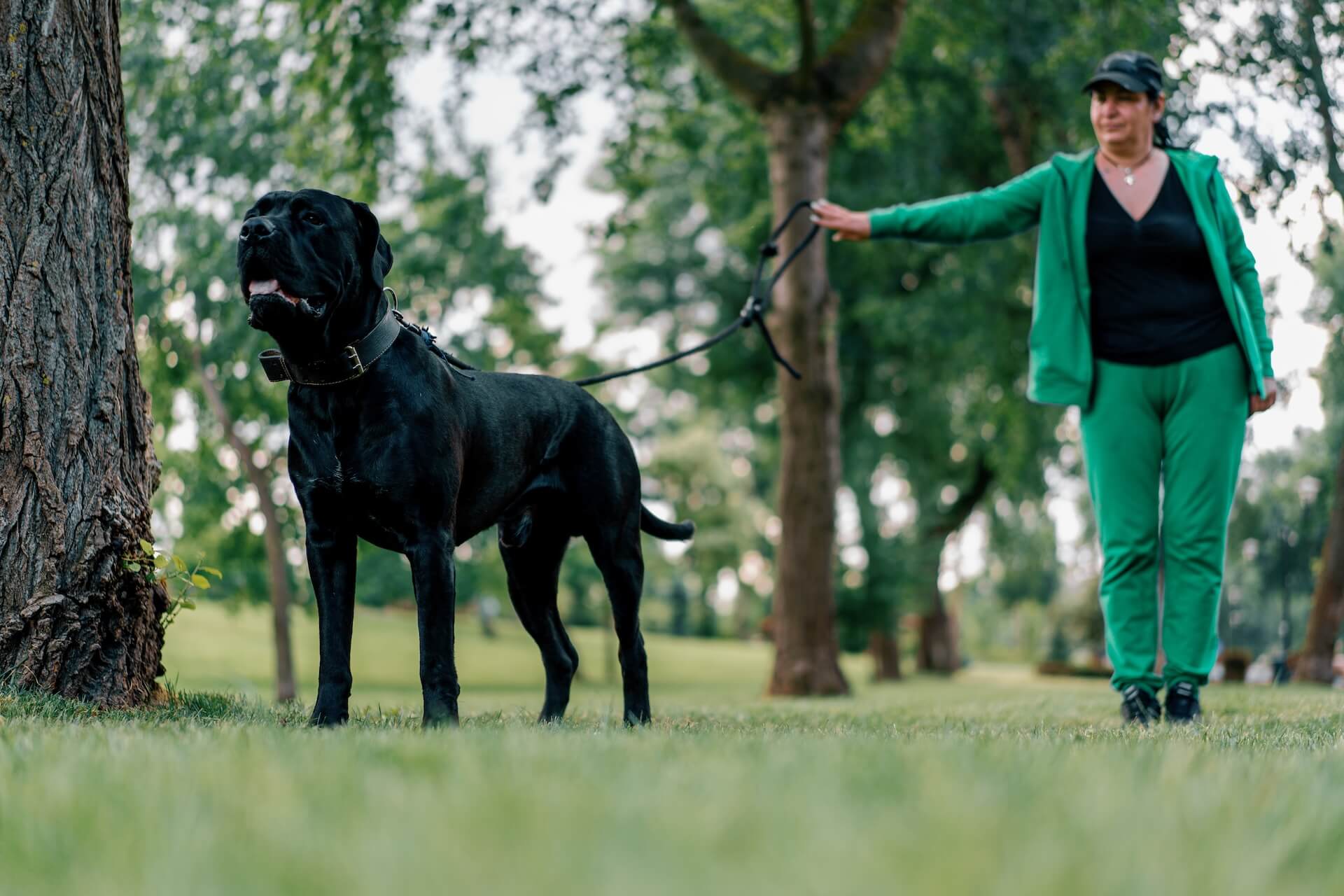 dogge als Beispiel für Temperament bei dem hund