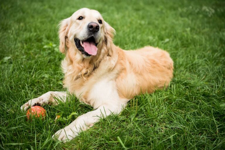 golden retriever und wann diese ausgewachsen sind