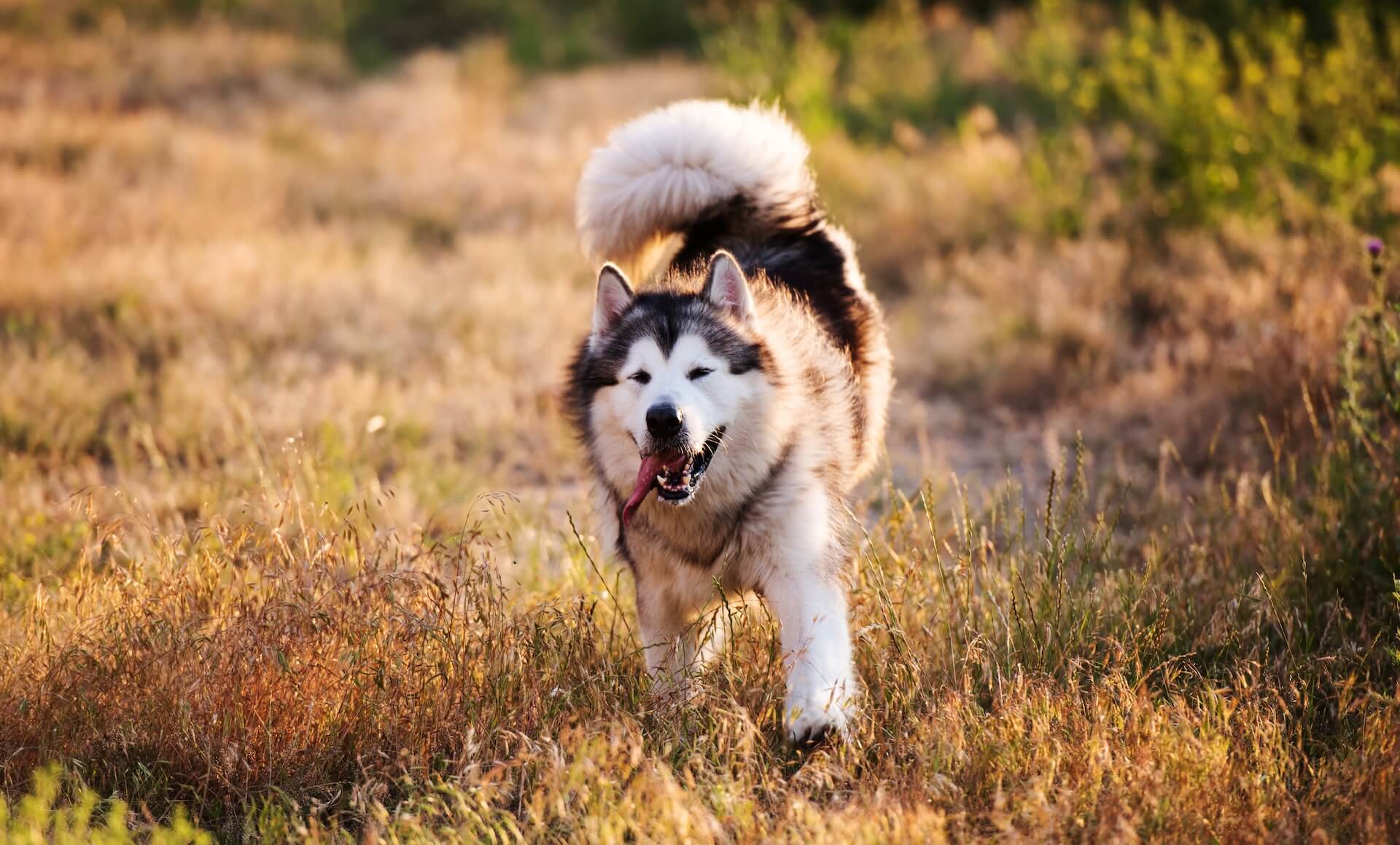 alaskan malakute größe und kosten