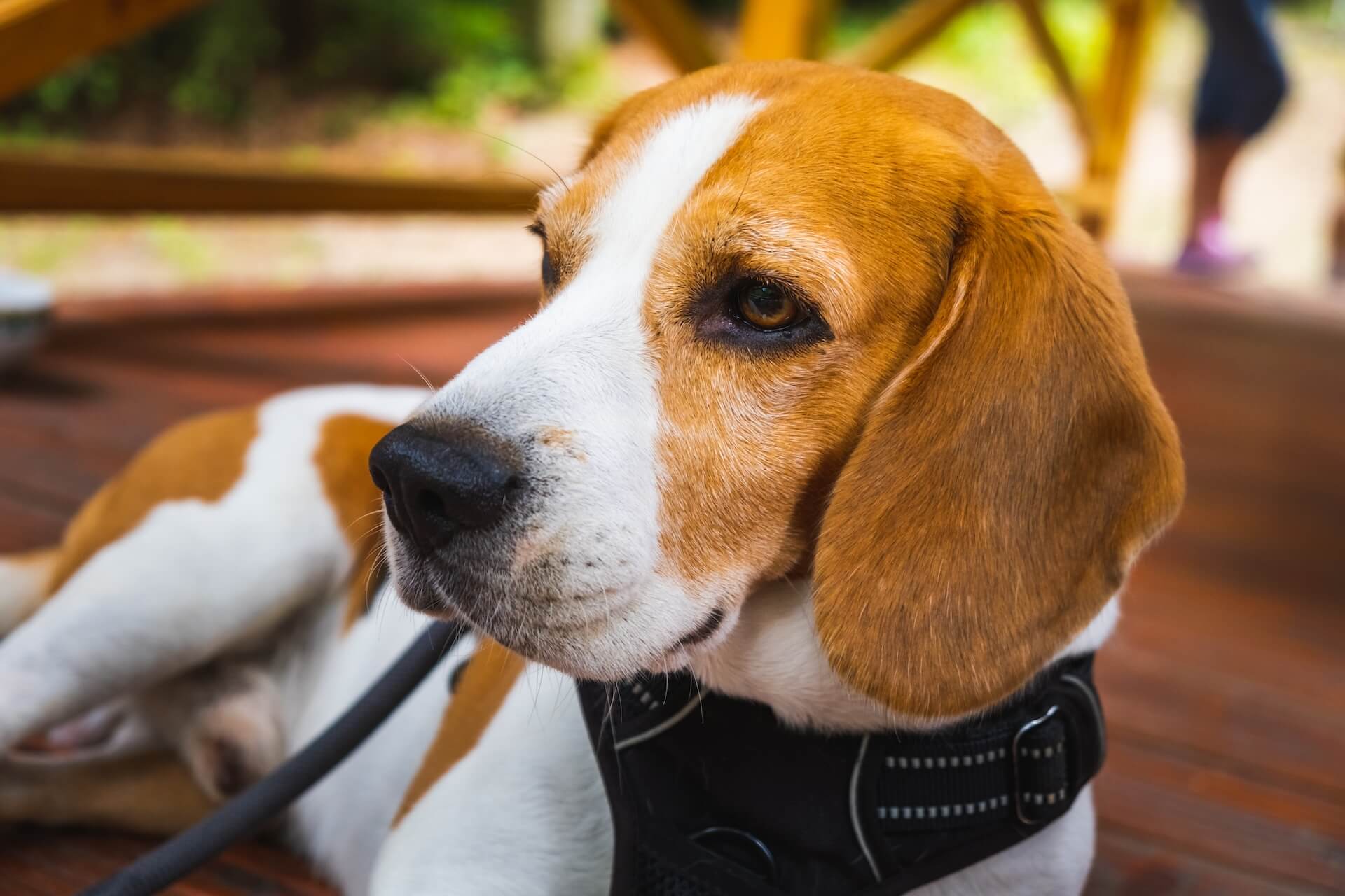 Beagle und wie alt diese werden