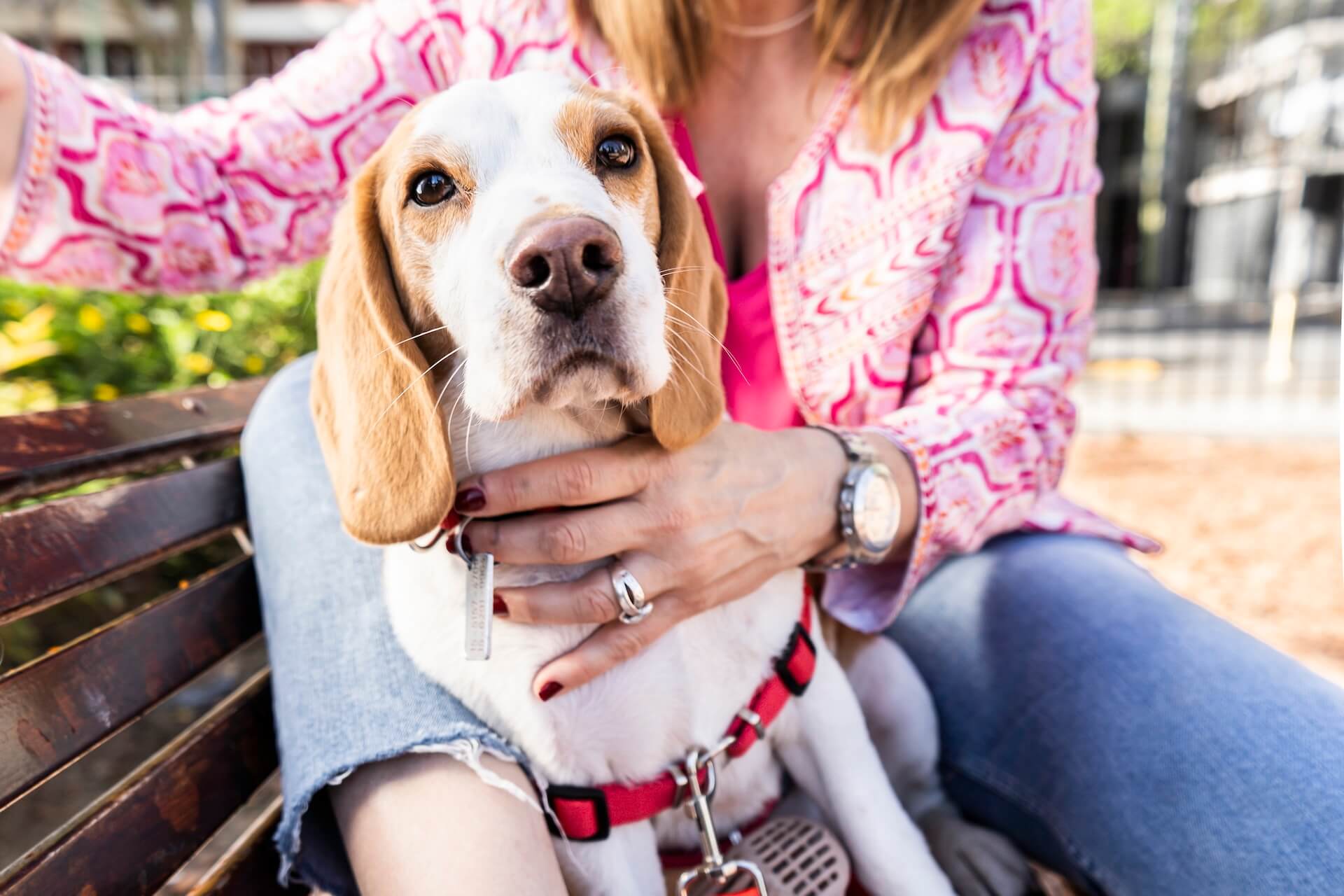 Beagle auf dem arm einer Frau