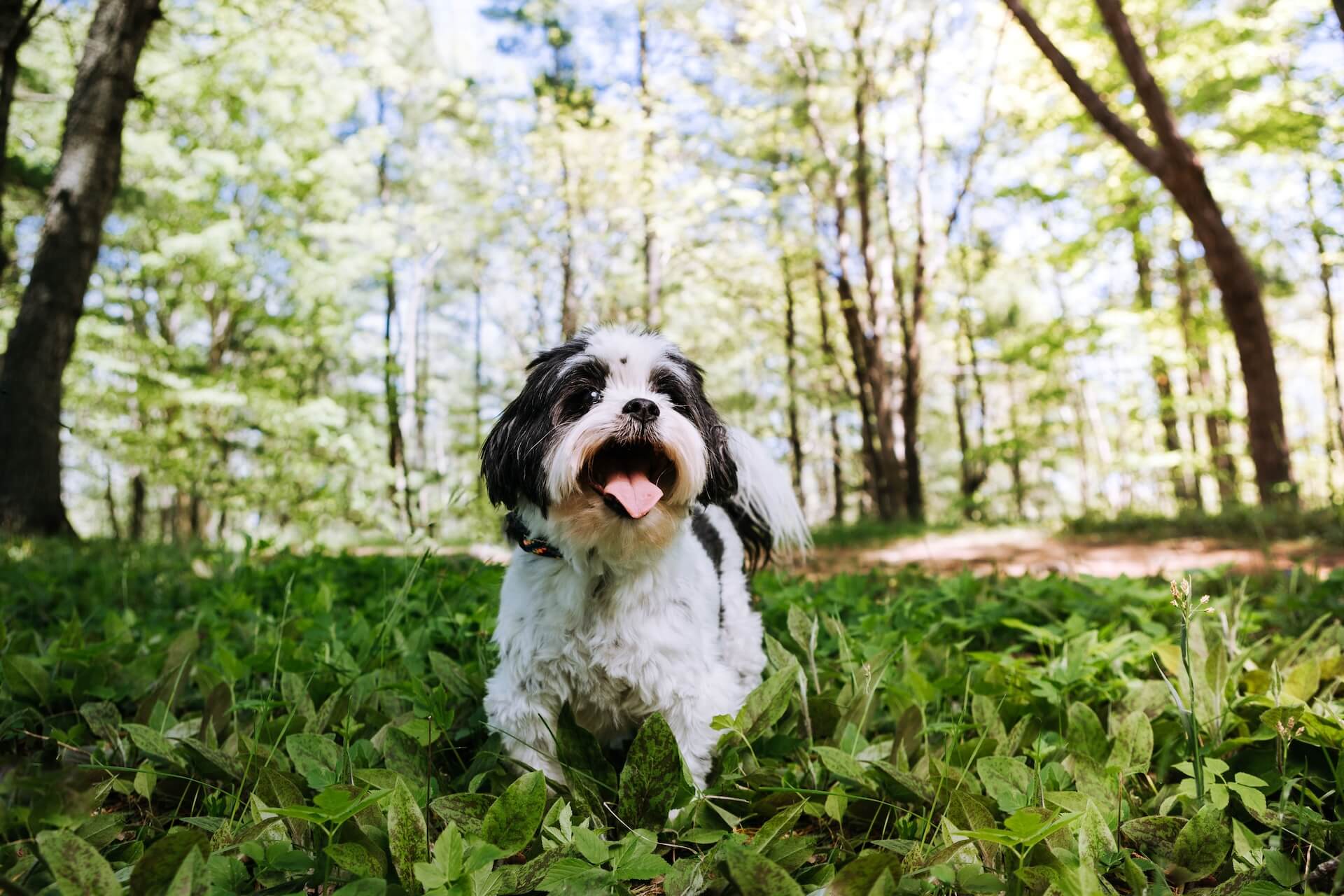 havaneser spielt im Grass