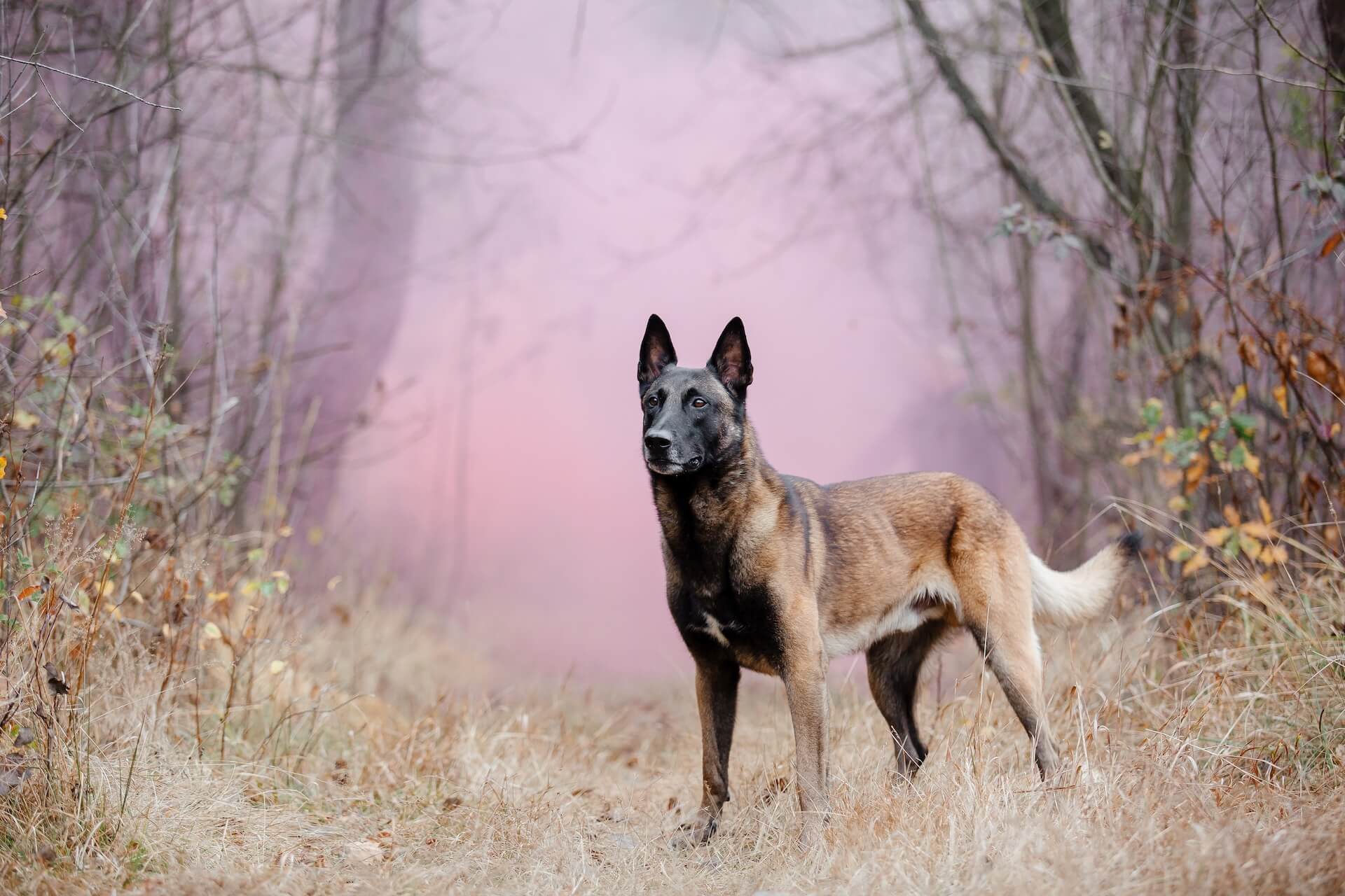 belgischer Schäferhund und deren Temperament