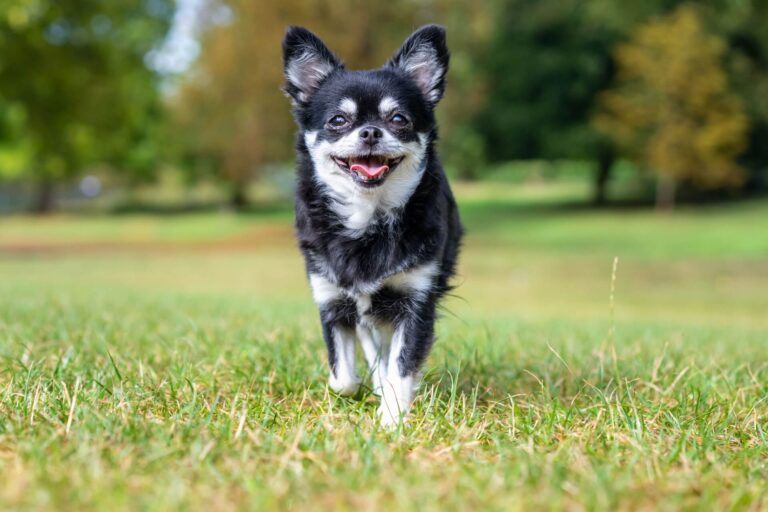 Chihuahua und wie alt diese werden und die Zahnstruktur und Ernährung