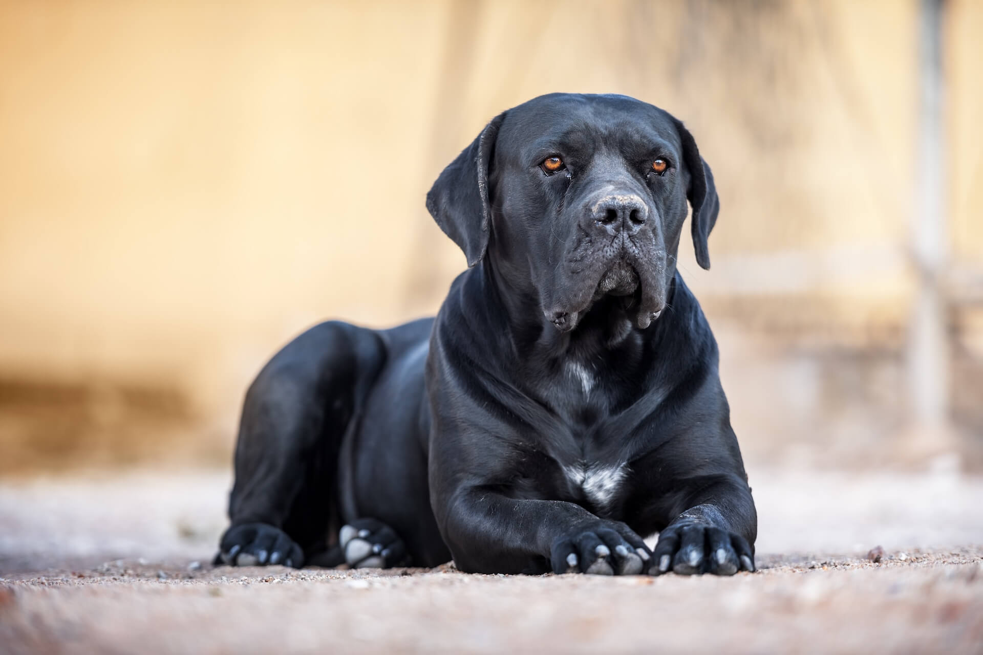 cane corso und mögliche Probleme