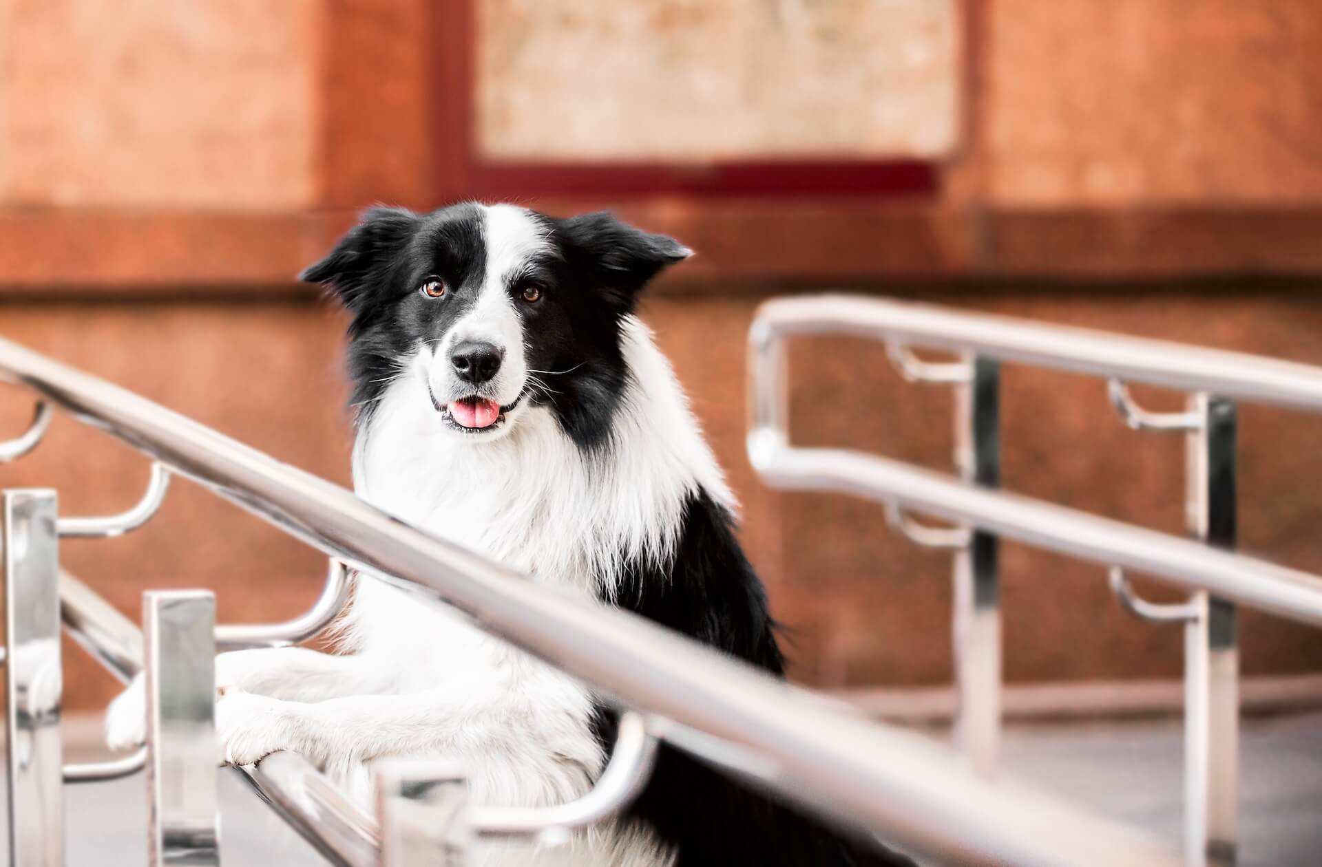 border Collie und die richtige größe und Bewegung