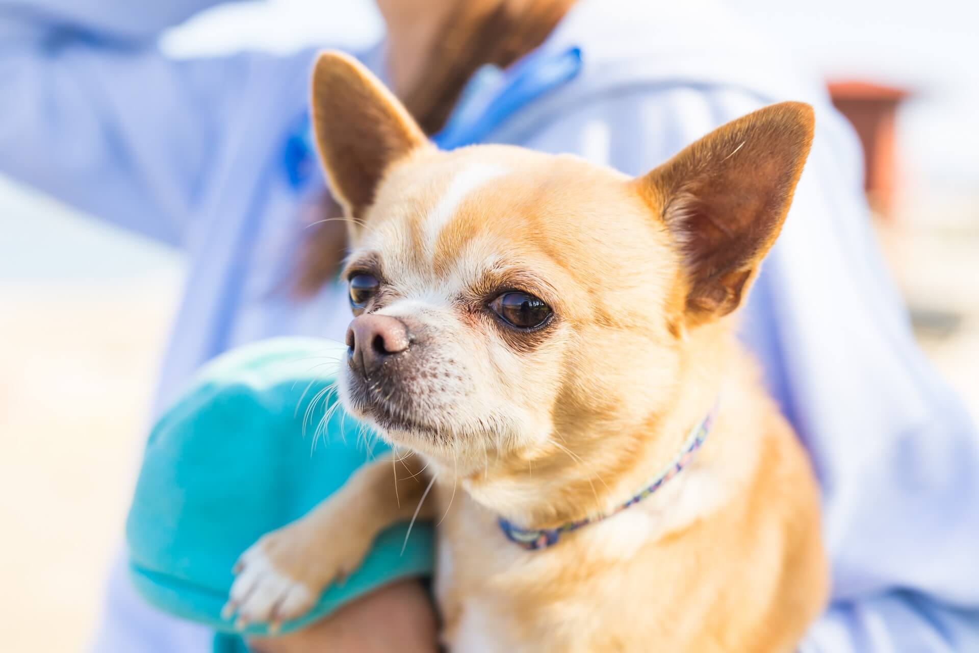 Chihuahua und wann diese ausgewachsen sind