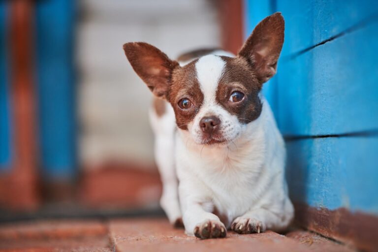 Chihuahua und häufige Todesursachen