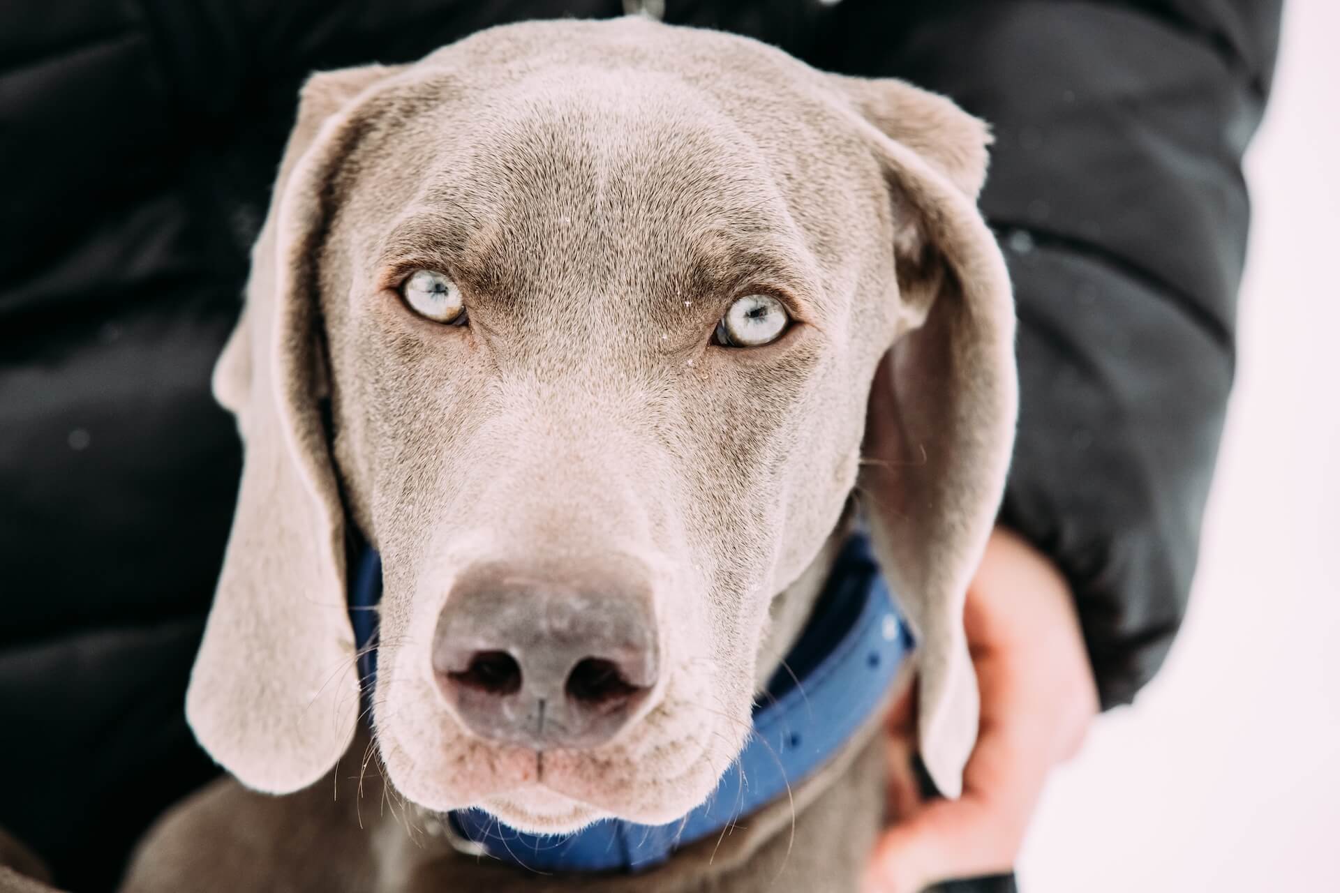 Weimaraner close Up als Beispiel für alter kosten und Gesundheit
