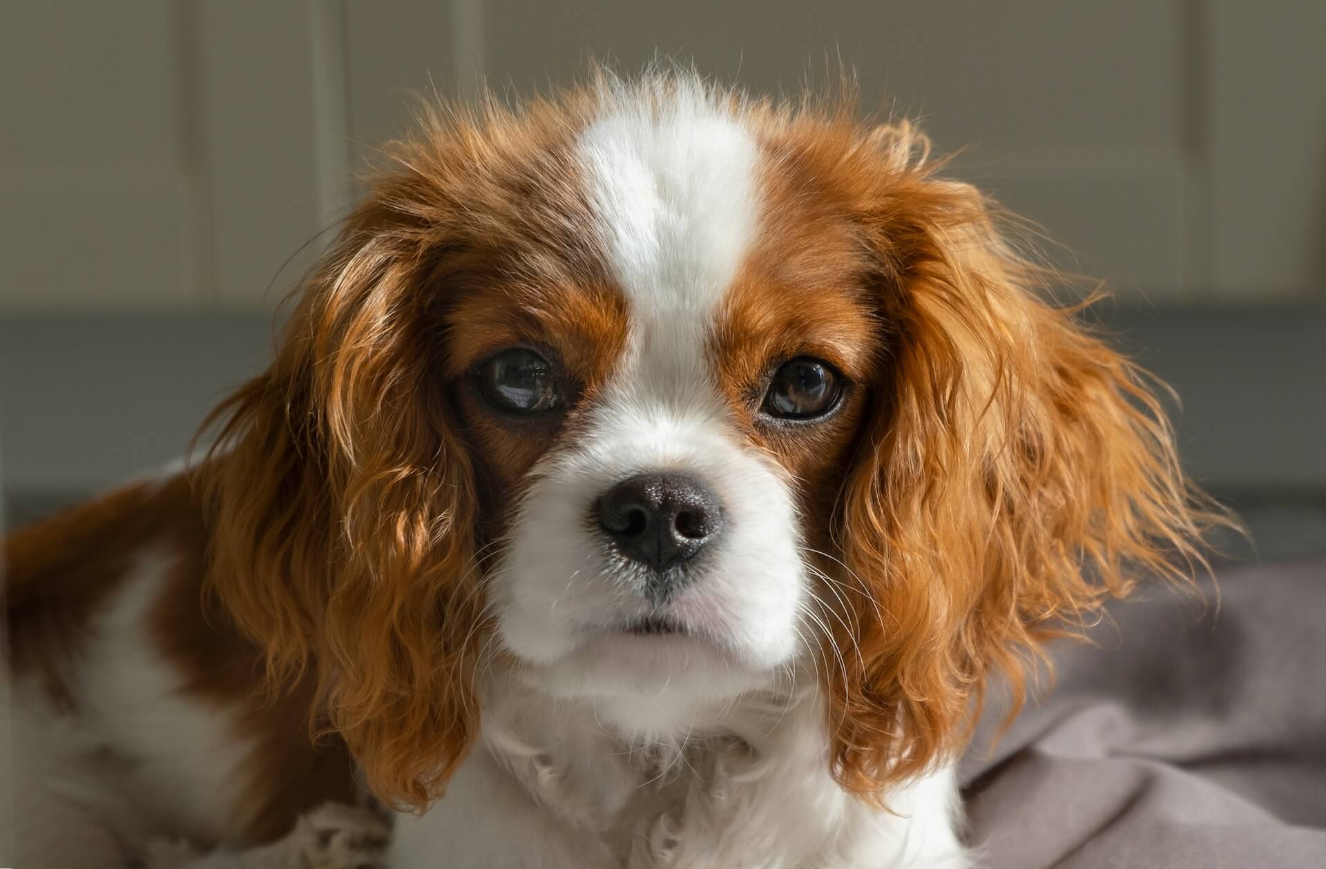 cavalier Spaniel guckt süß