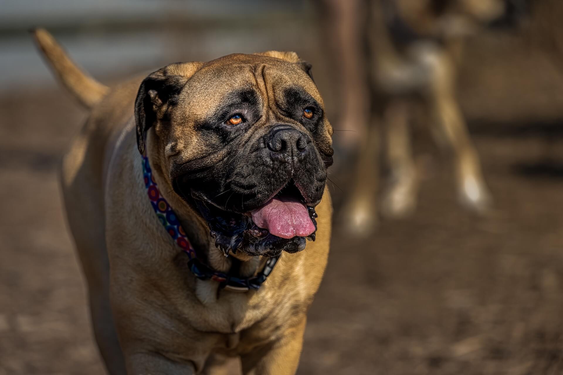 Dogge und deren Charakter