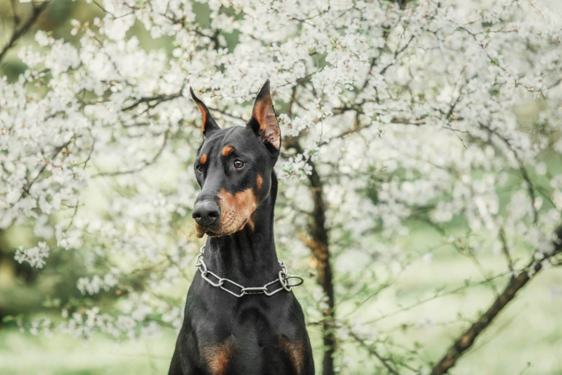 Dobermann Hund als Beispiel für Gewicht und Charakter