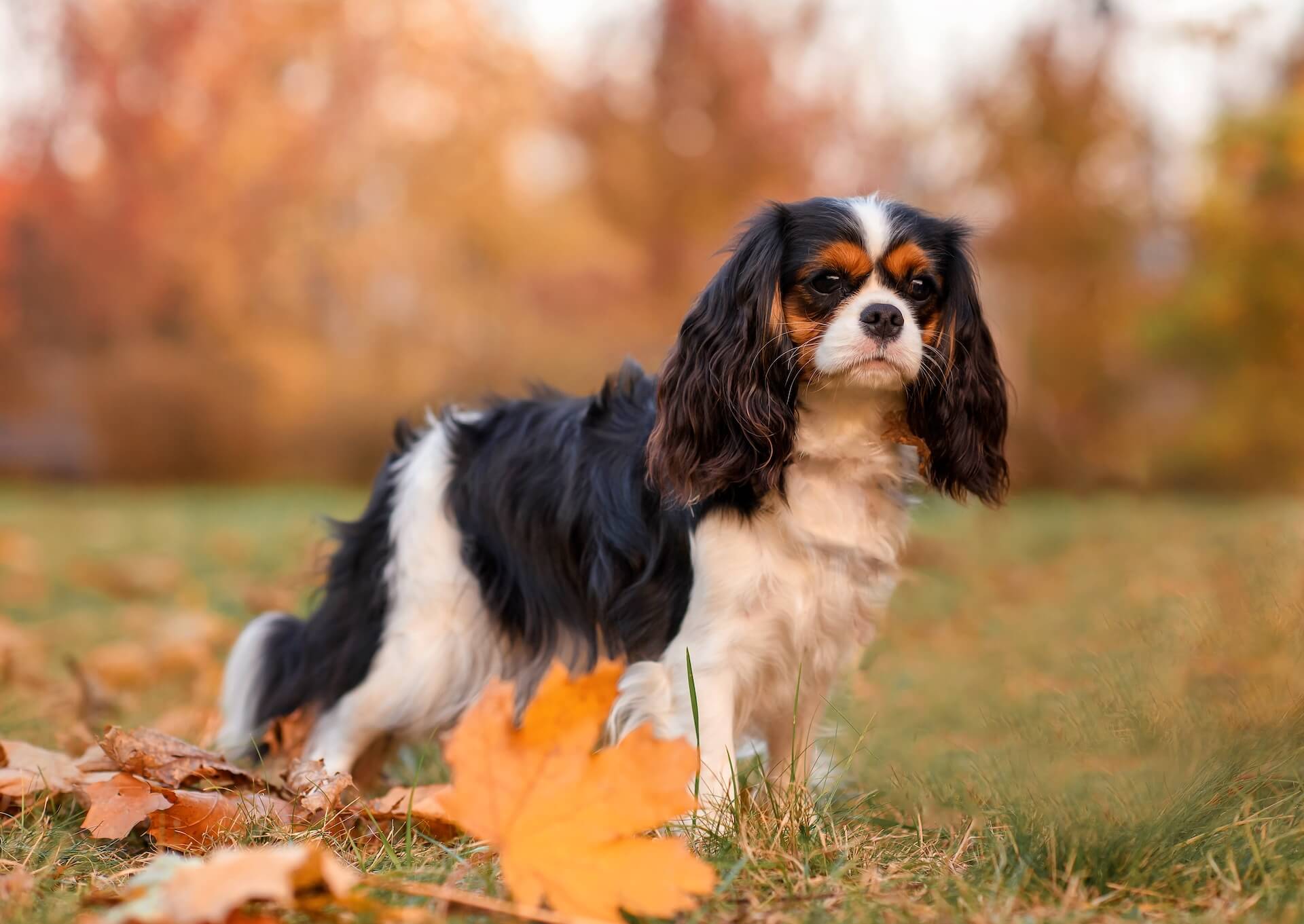 cavalier Spaniel und ihr Temperament und die größe und das Gewicht