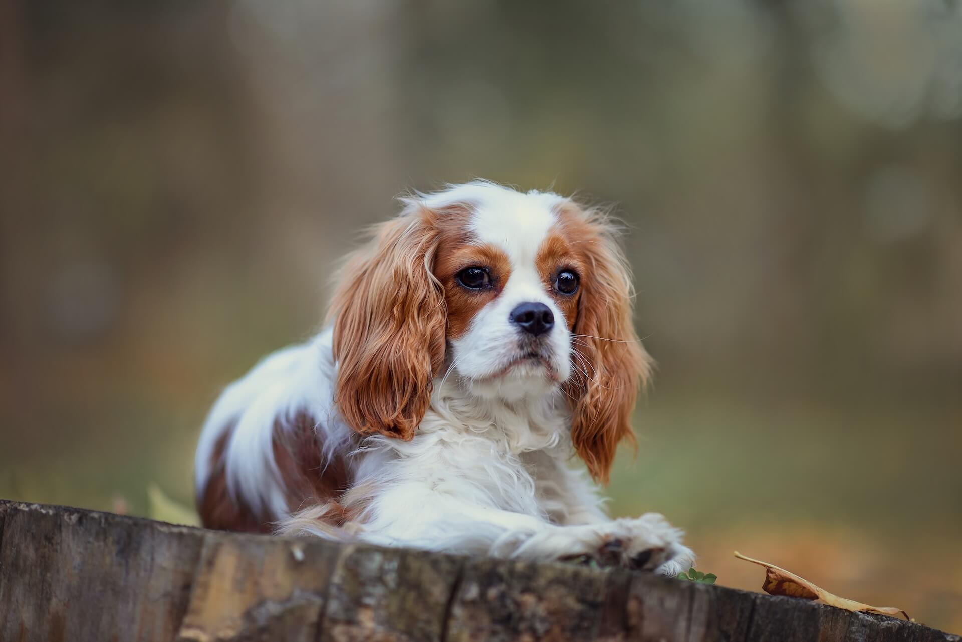 cavalier Spaniel und mögliche Farbkombinationen