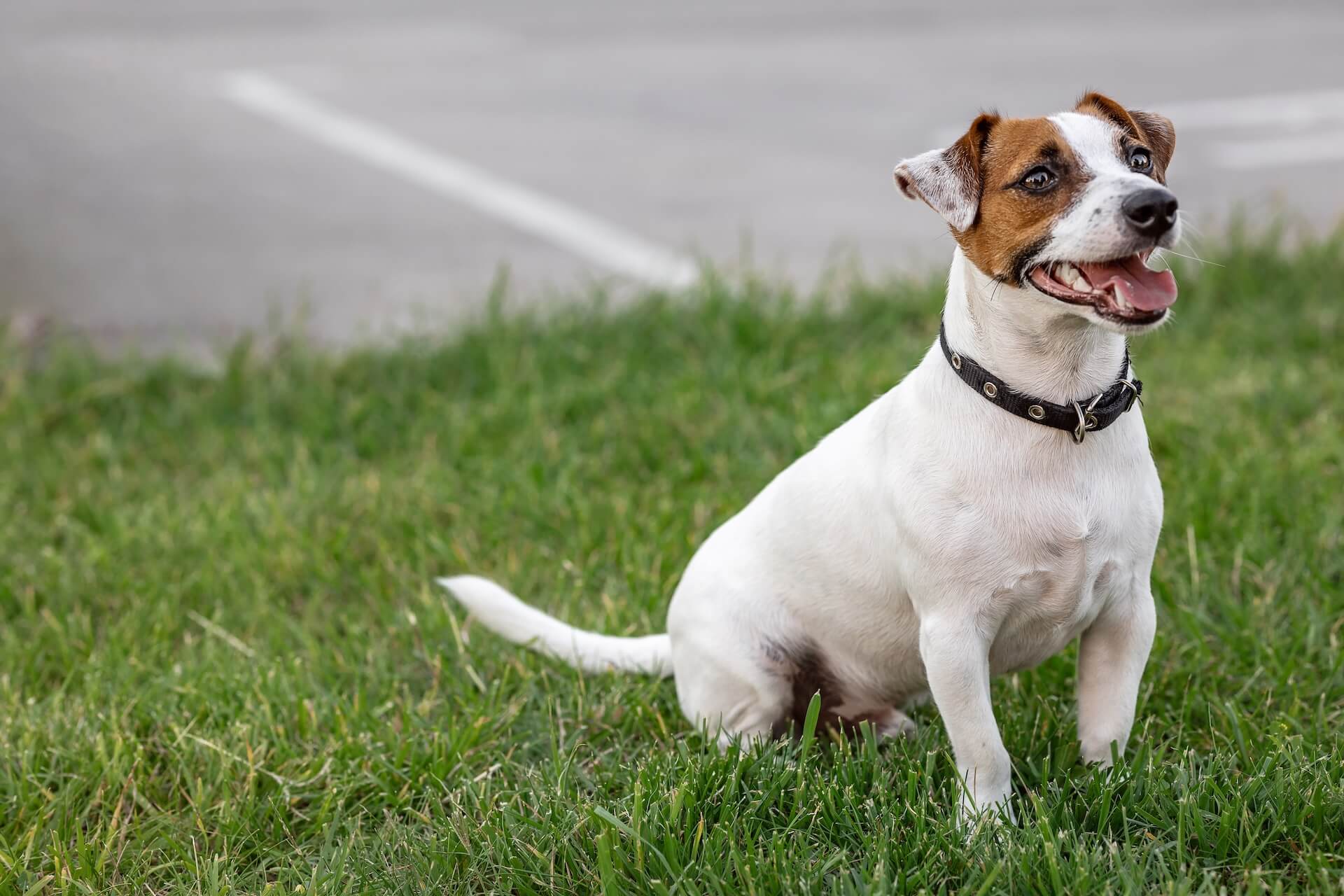 Jack Russel Terrier auf einer Wiese