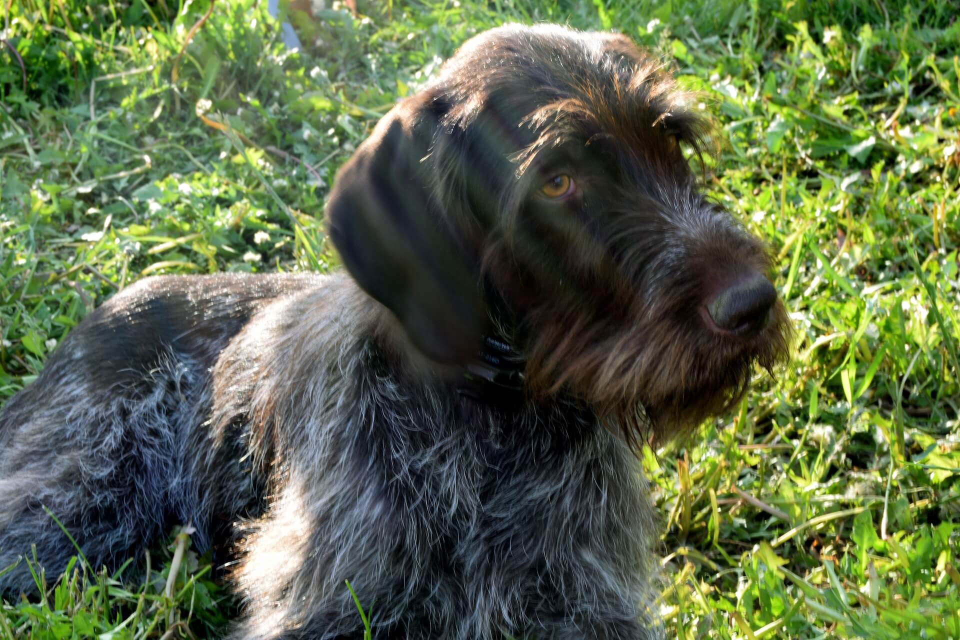 deutscher Drahthaar als Beispiel für alter und kosten