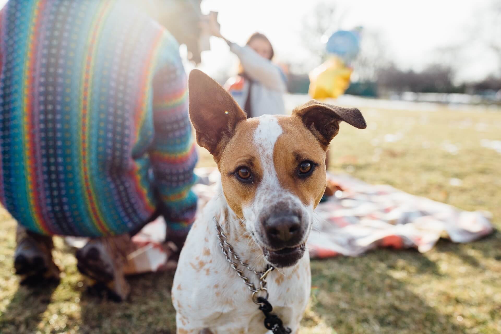 Jack russel Terrier beim Picknick
