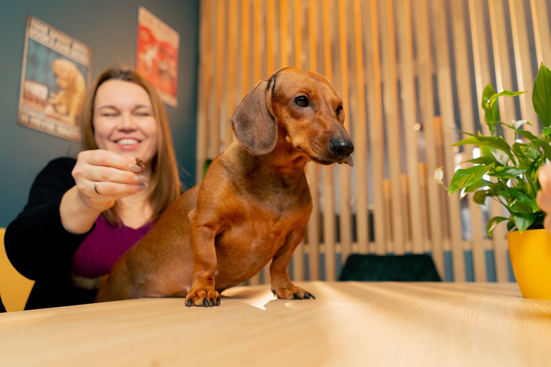 kleiner Dackel auf einem Tisch