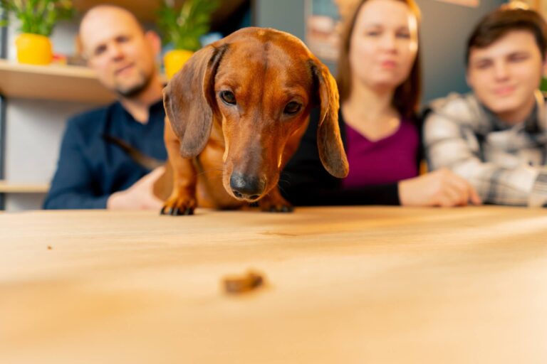 Dackel bekommt ein Leckerchen