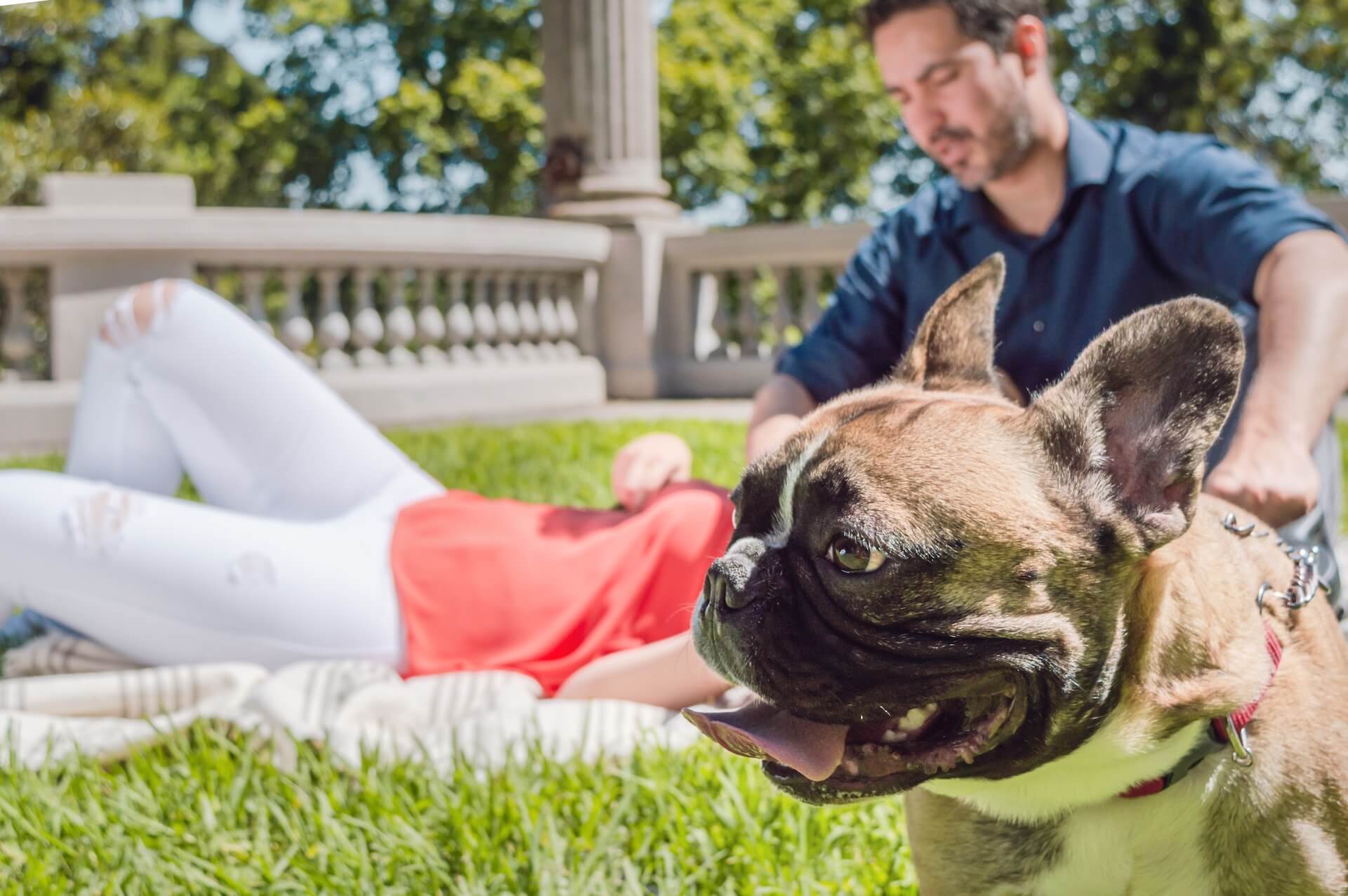 temperament von französischen Bulldoggen