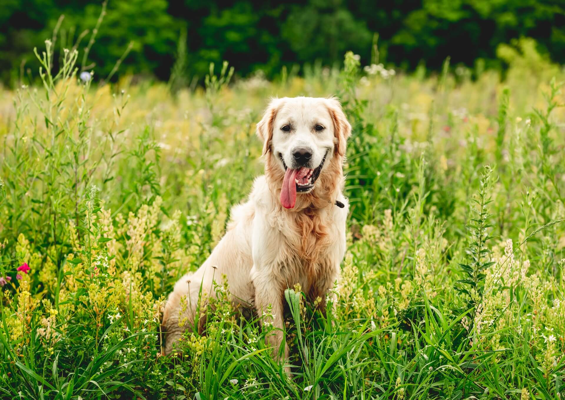 golden retriever und wieviel diese wiegen und häufige Krankheiten